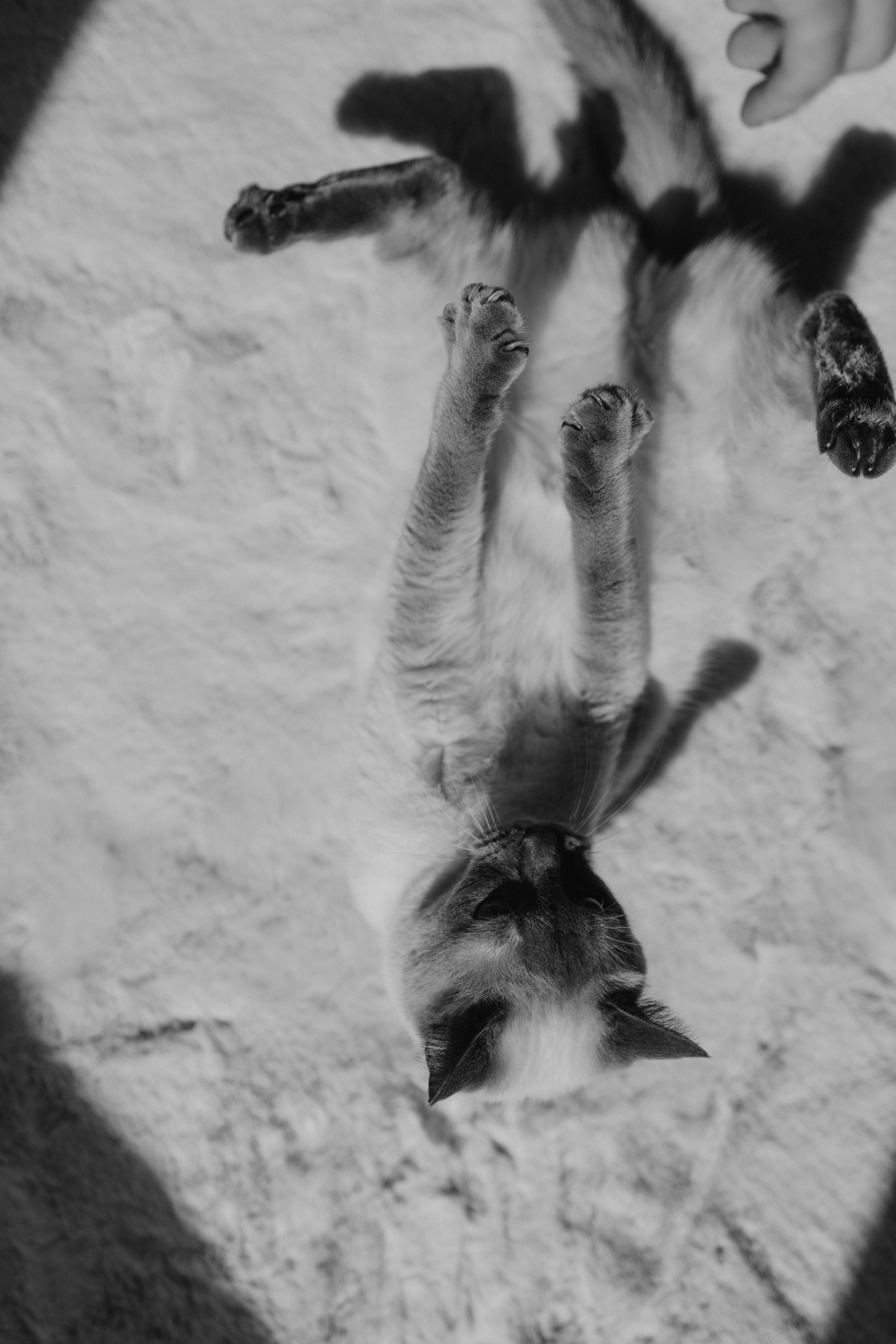 Бэлла, Деми и Луна. Фотораф — анималист Мария Шистка