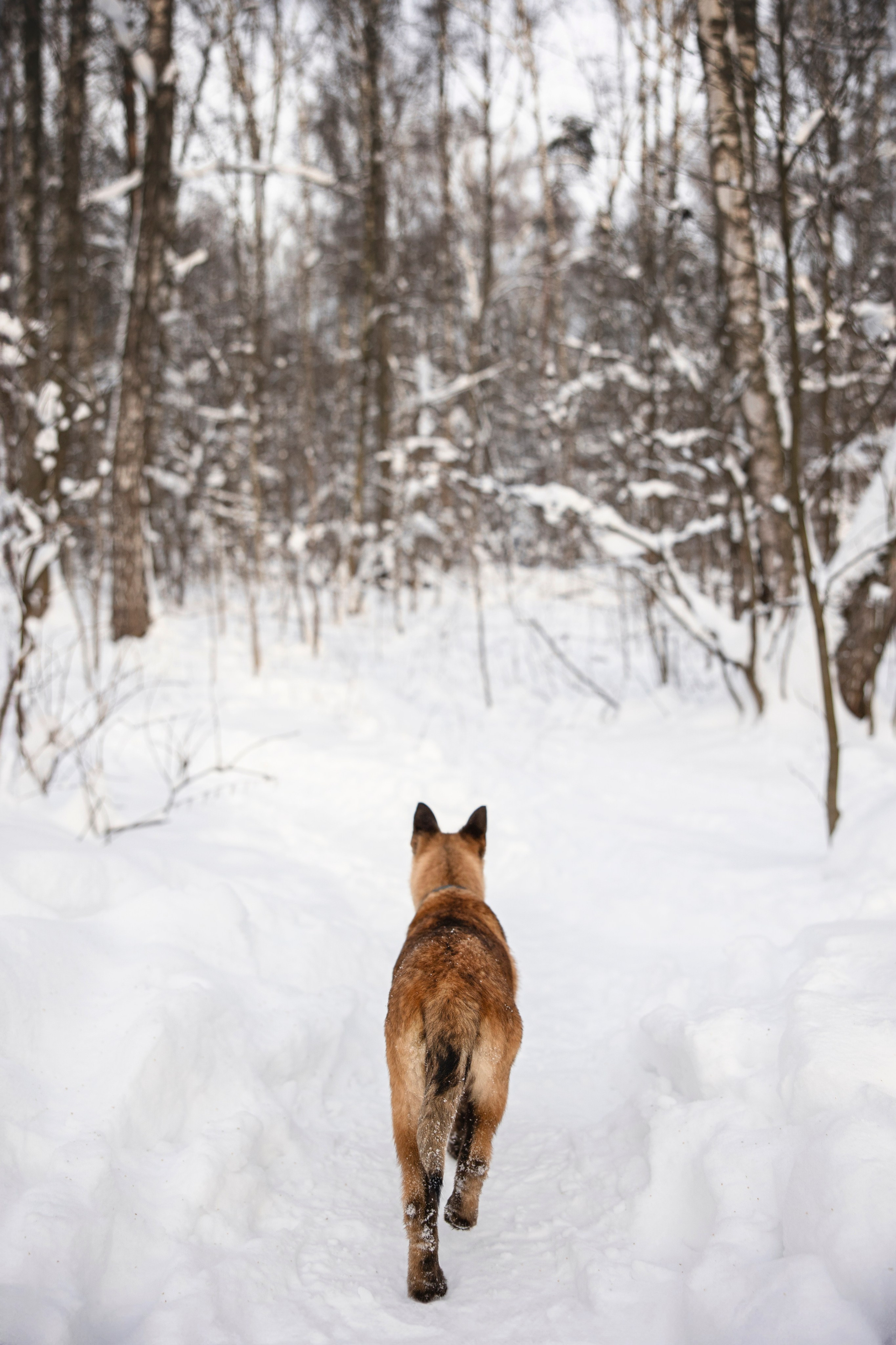 Бэлла и Панда. Анастасия Белаш