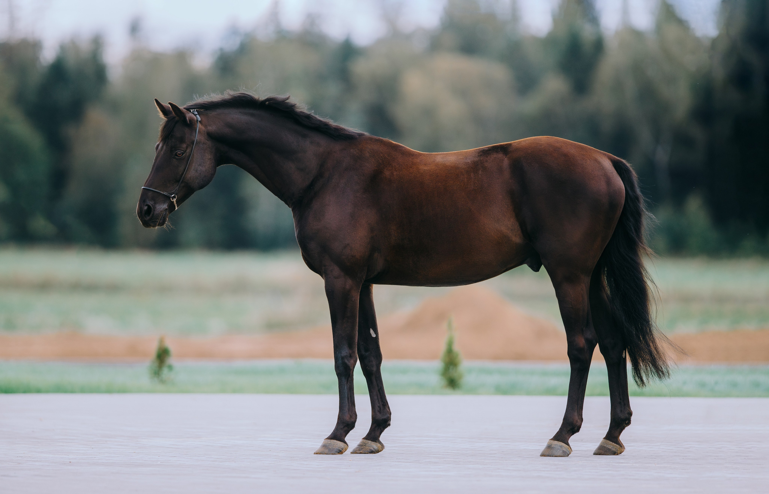 Экстерьеры. Фотограф-анималист Ксендзова Кристина