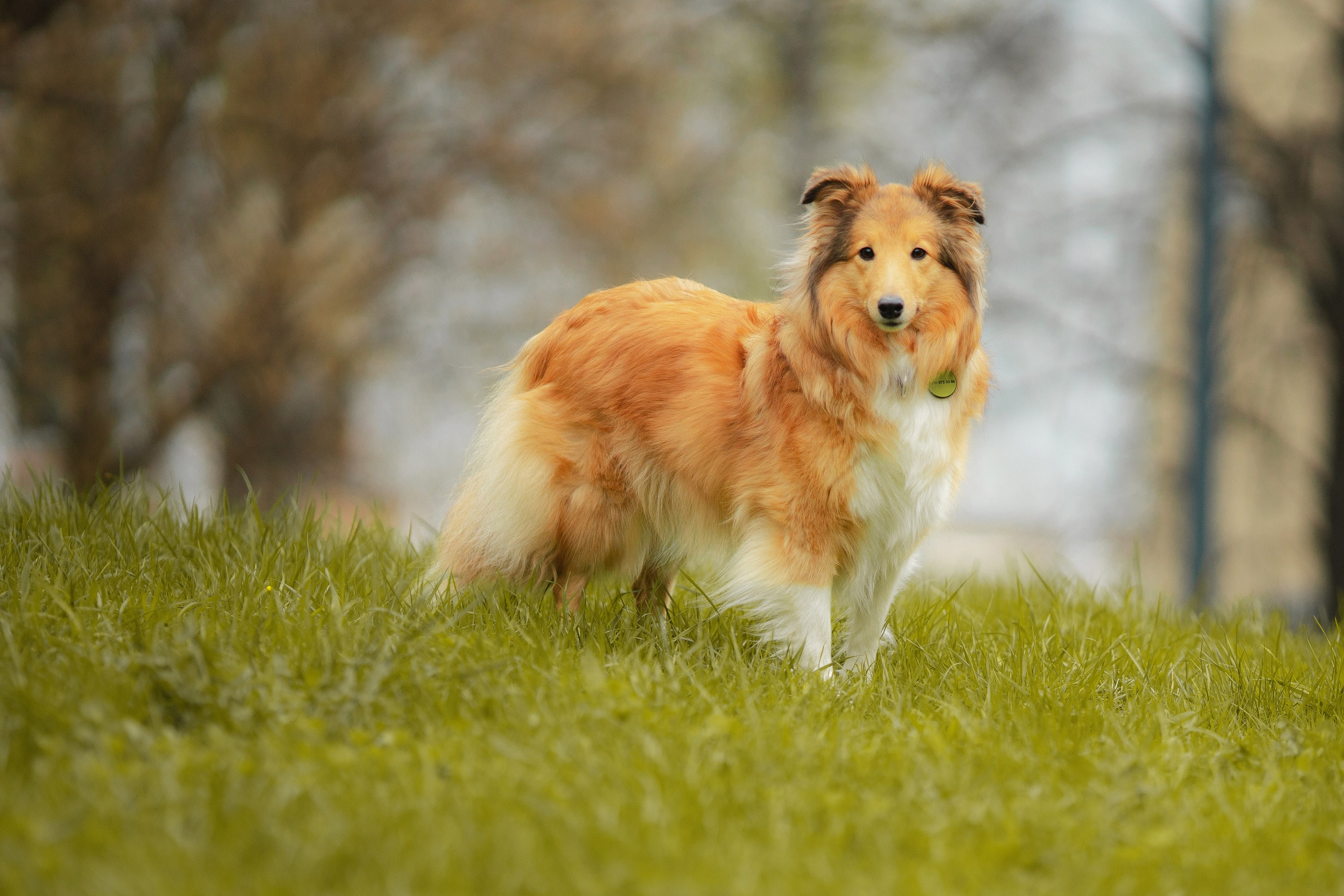 Шелти Встреча. Художник и Фотограф Тимохина Юлия
