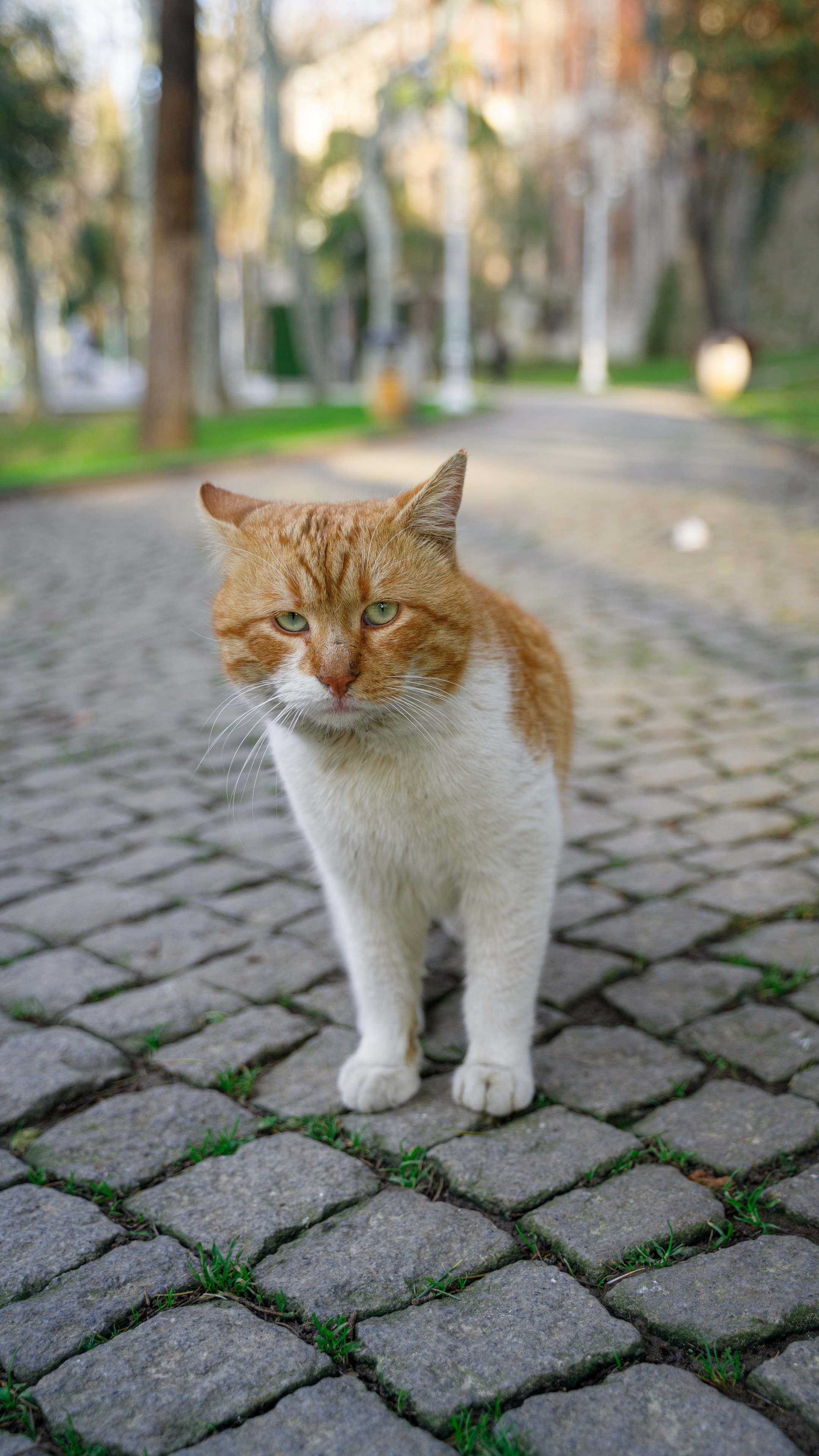 Кошки. Фотографии Дмитрия Захаренко