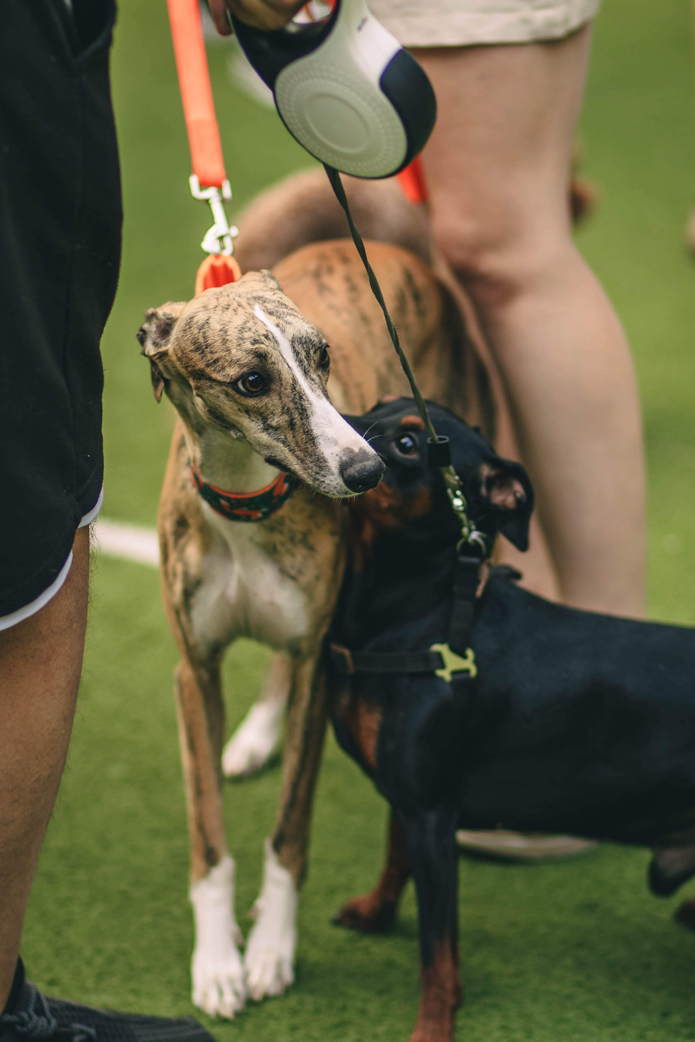 Pet-Party + Live-music |Парк Культуры. Фотограф в Ставрополе Алина Клочкова