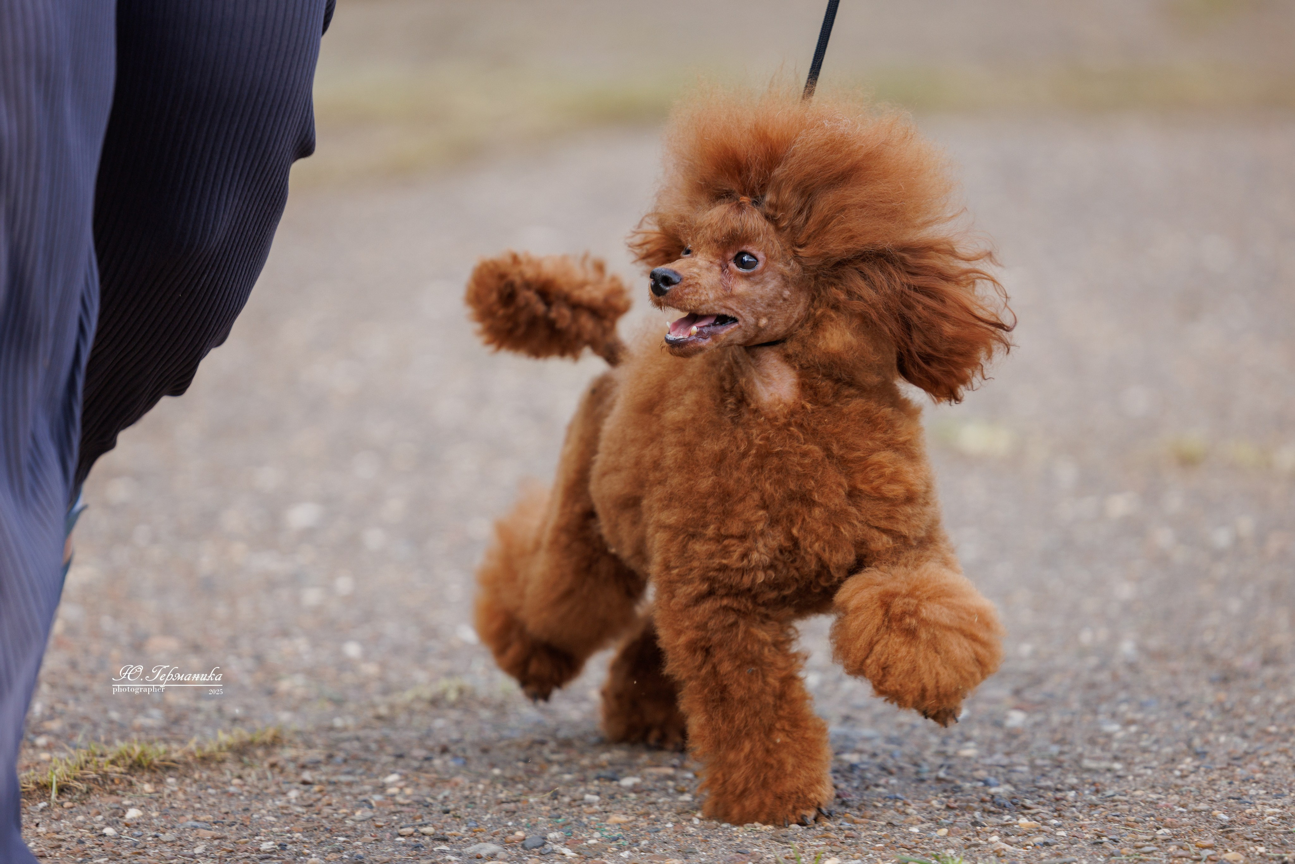 Тверь 10.08.2025. Фотограф-анималист Юлия Германика