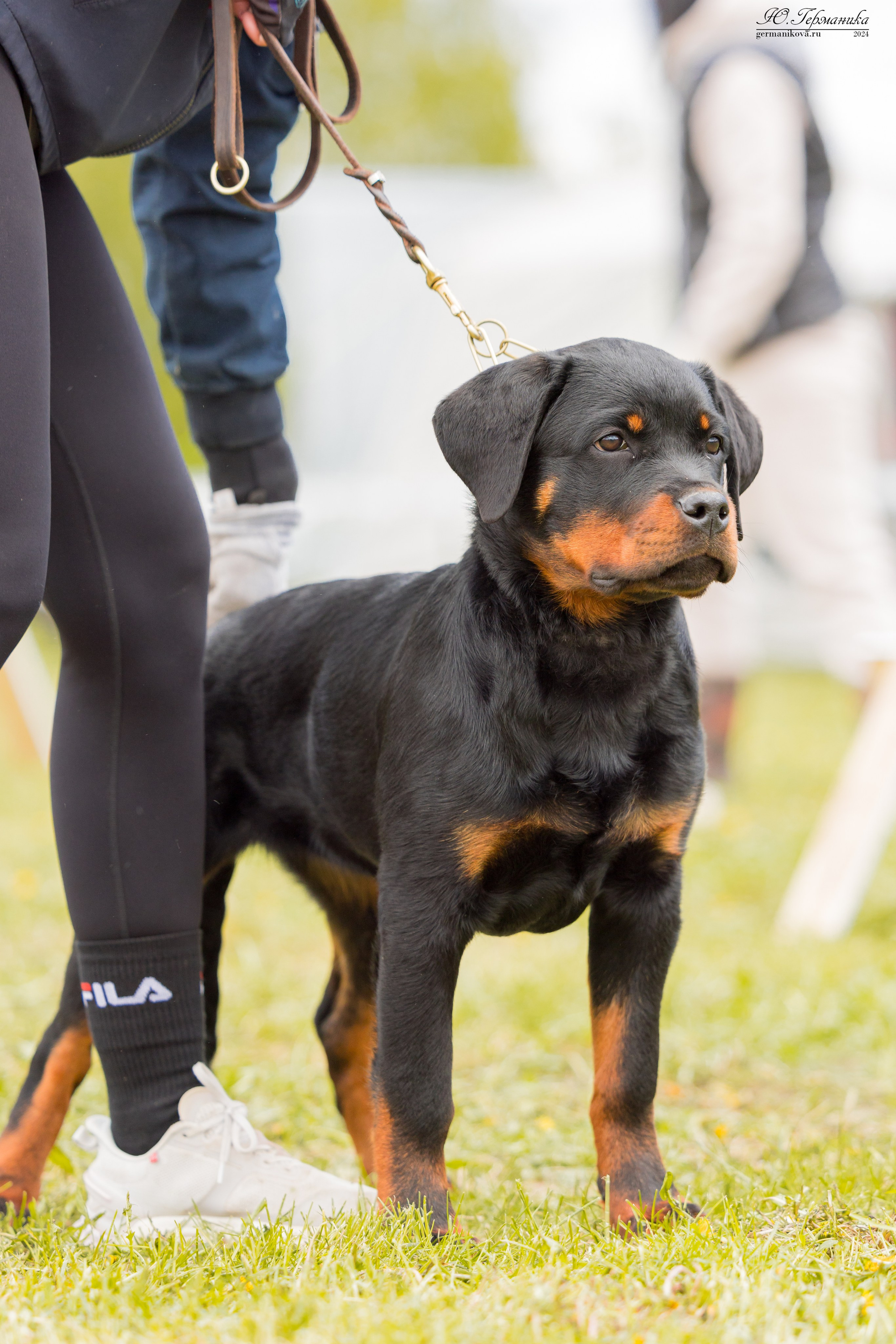 Нижний Новгород 11-12.05.2024 моно ротвейлеров. Фотограф-анималист Юлия Германика