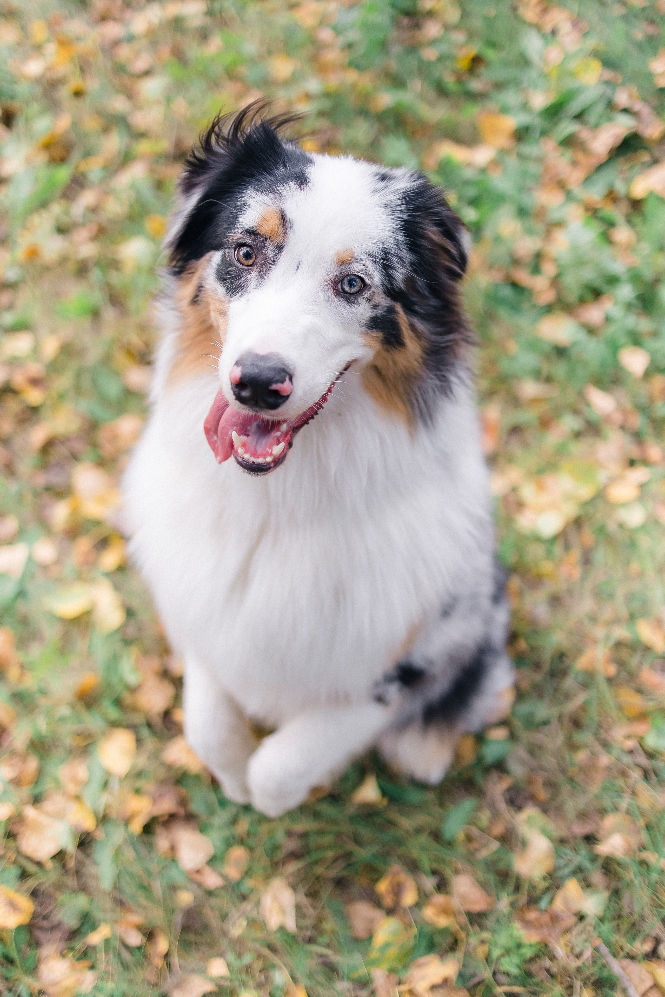 Аусси Дэймон. Свадебный и женский фотограф