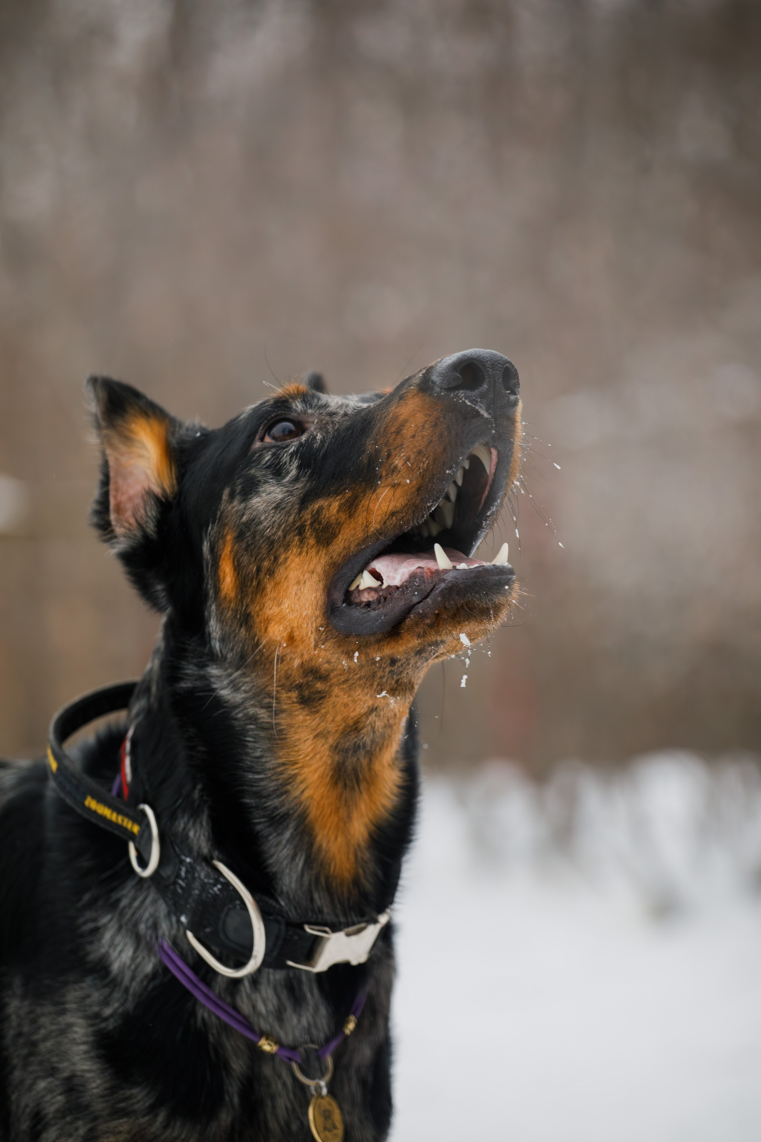 Андрей и Олимп. Фотограф Екатерина Козловская