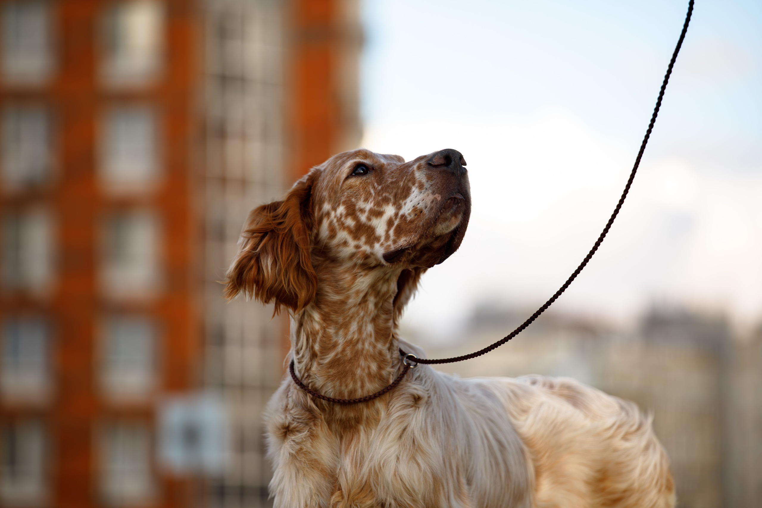 Андрей и Милан. Фотограф Екатерина Козловская