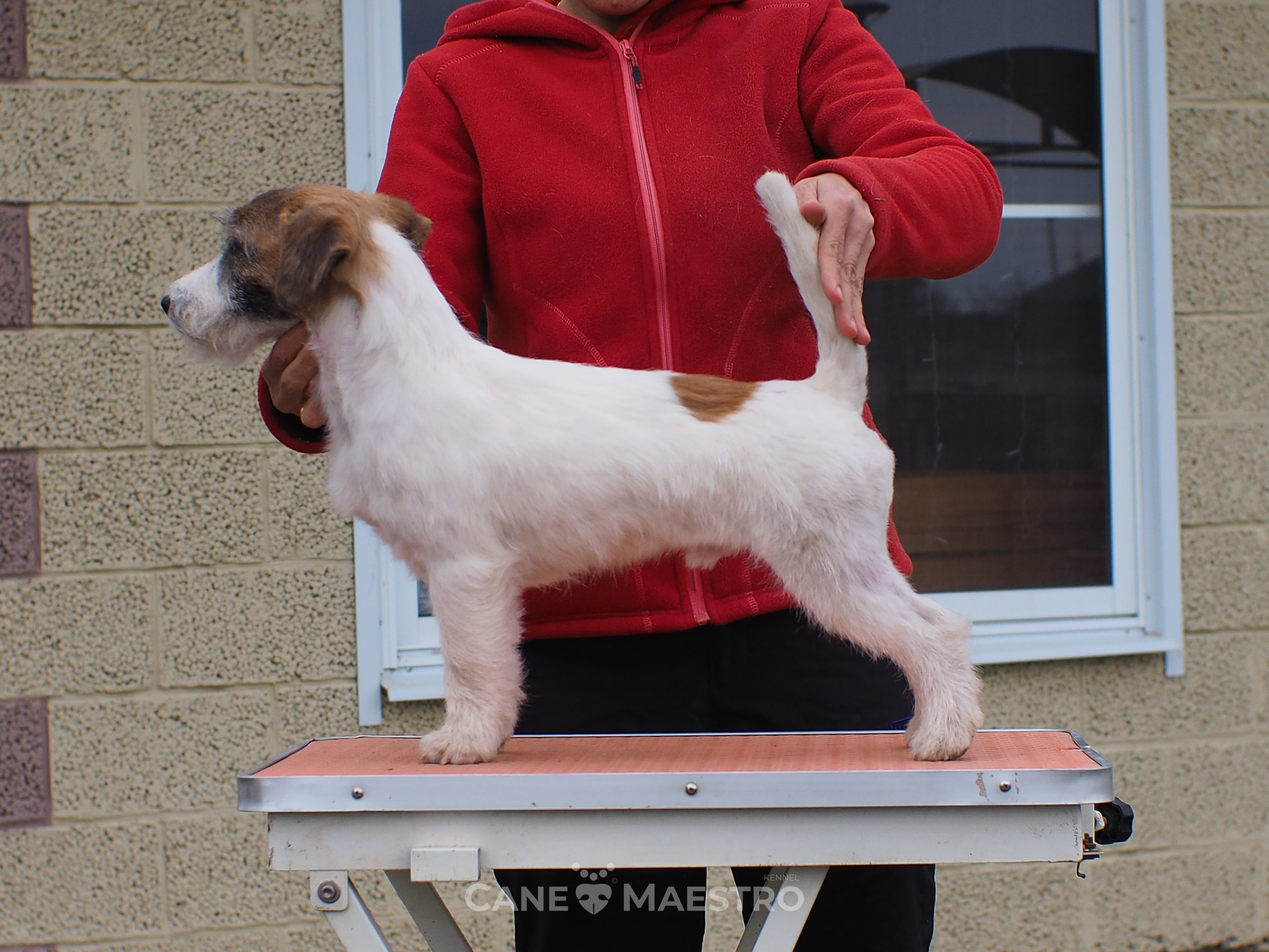 Щенок кобель ДРТ. КАНЕ МАЭСТРО — питомник Джек рассел терьеров