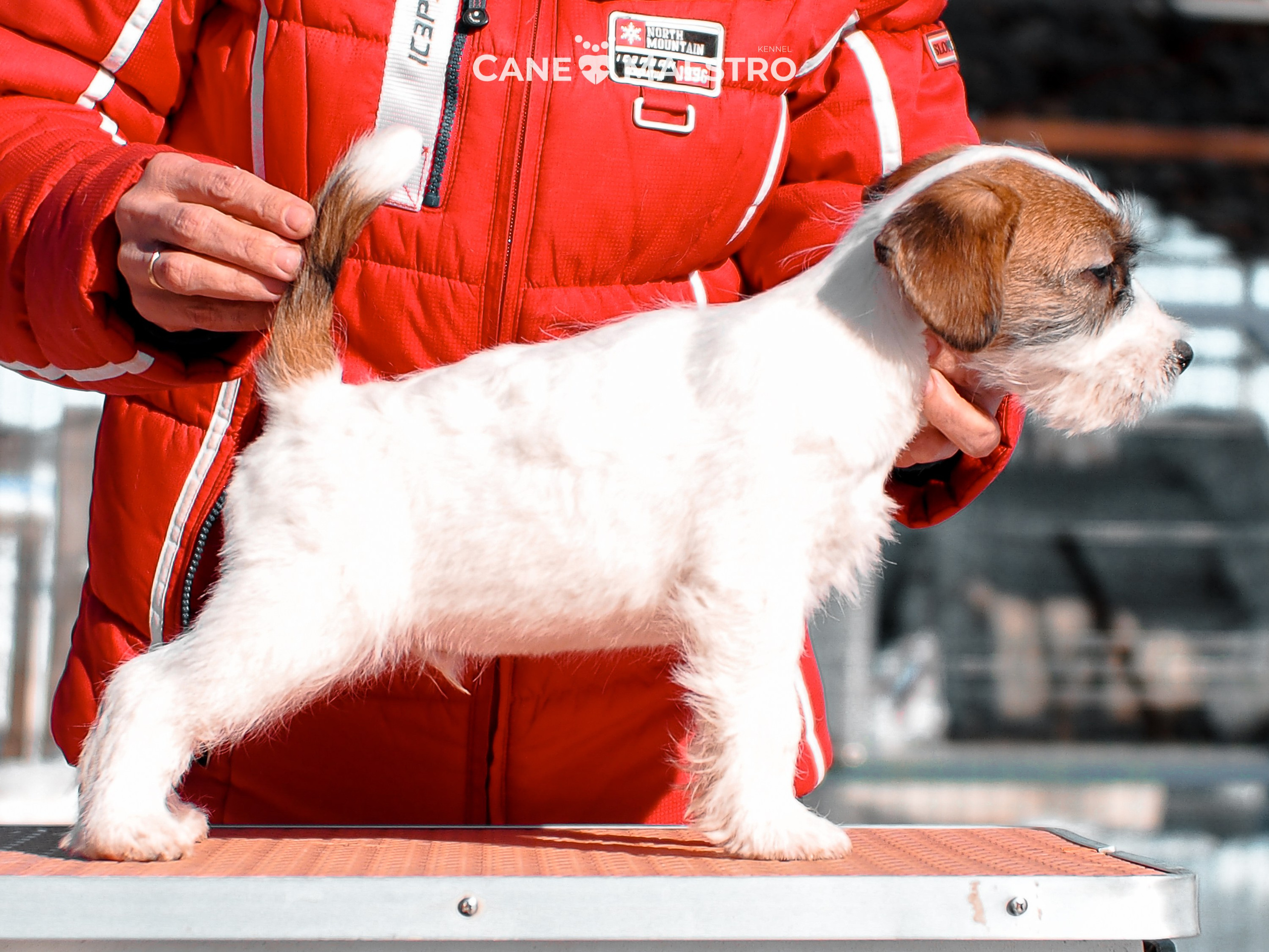 КОБ_ЛИСА_05_01_26. CANE MAESTRO — kennel Jack Russell Terrier