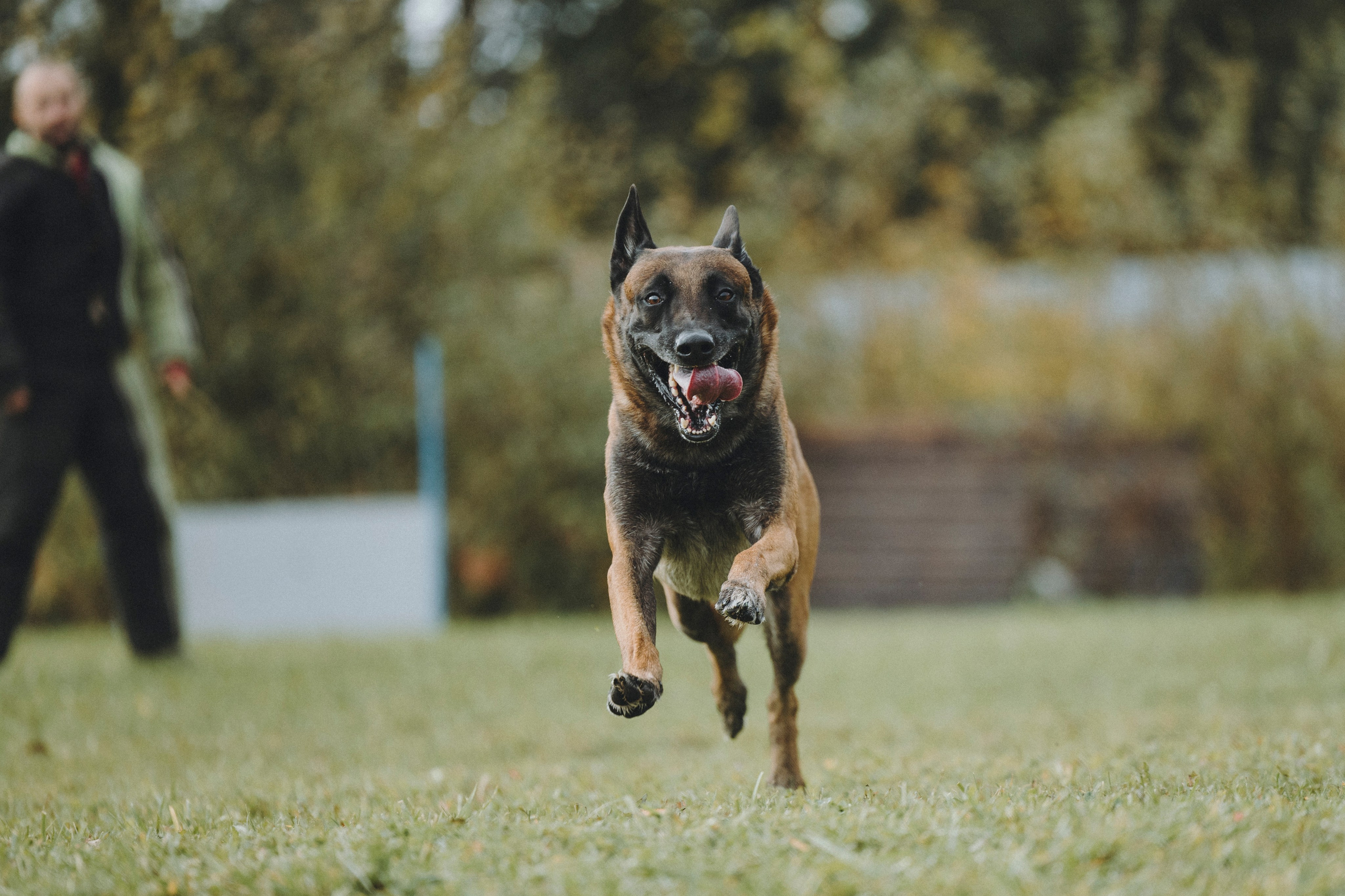 Испытания по мондьорингу г. Пушкин 29.09.2024. Фотограф-анималист Анна Маринич