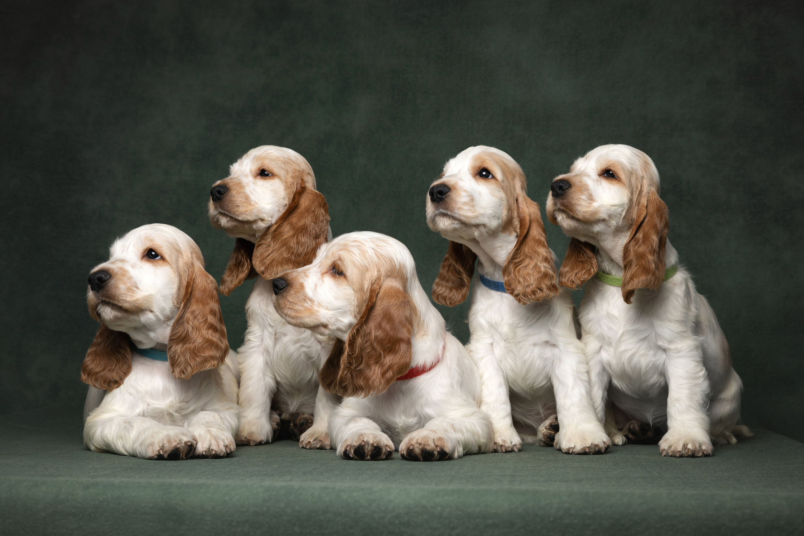 Английские коккер-спаниели. Фотограф анималист Осипчикова Мария