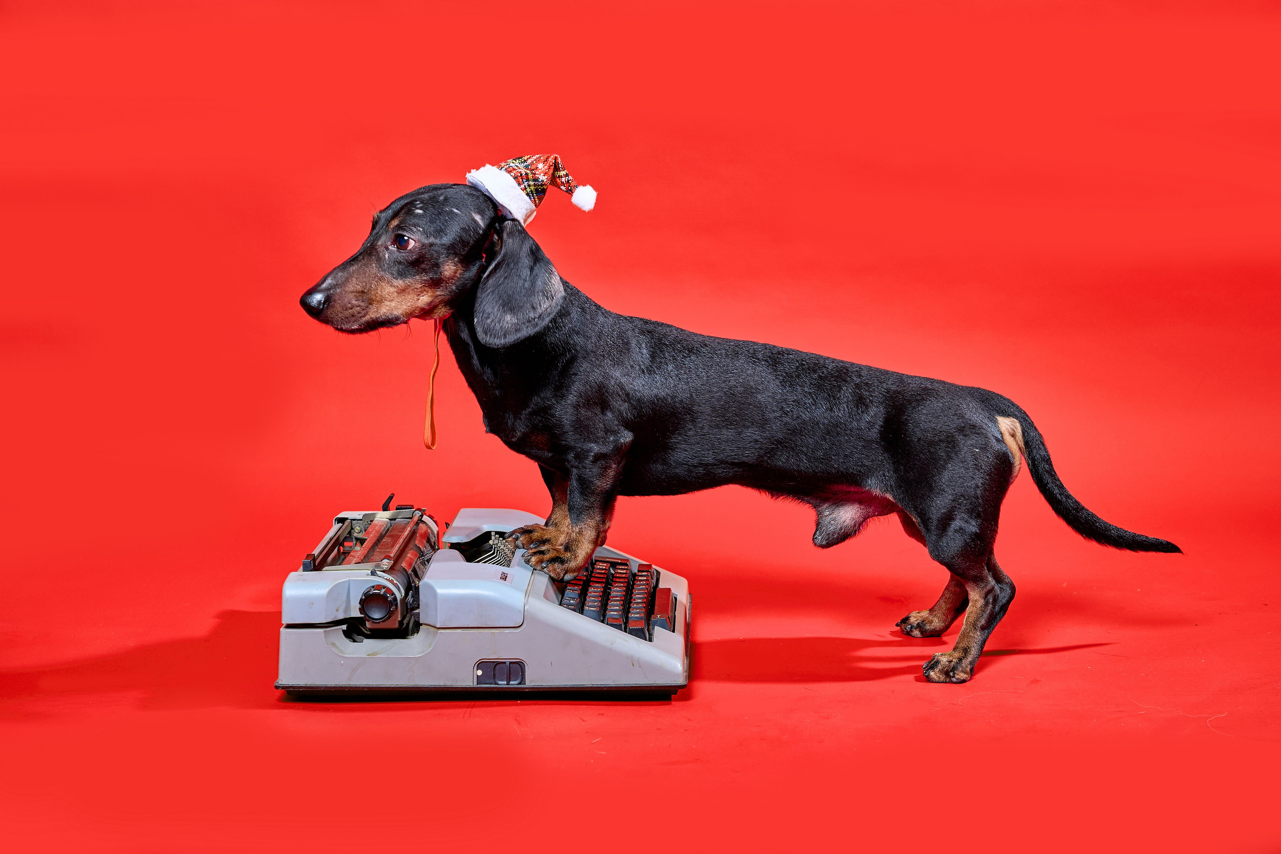 Фотосъёмка животных. Предметный и репортажный фотограф Алексей Кротов