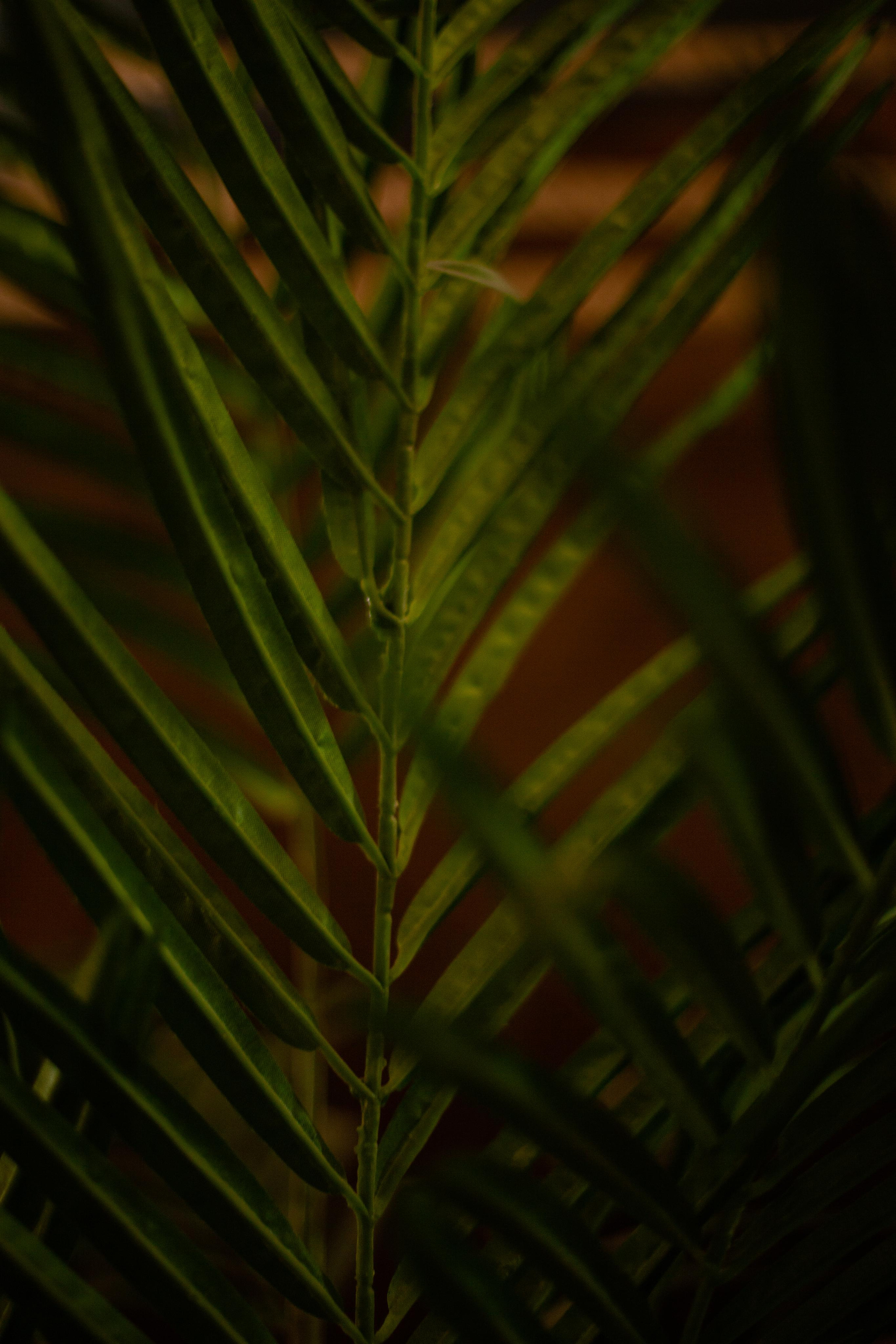 MAUI. Фотограф в Санкт-Петербурге Лазарев Евгений