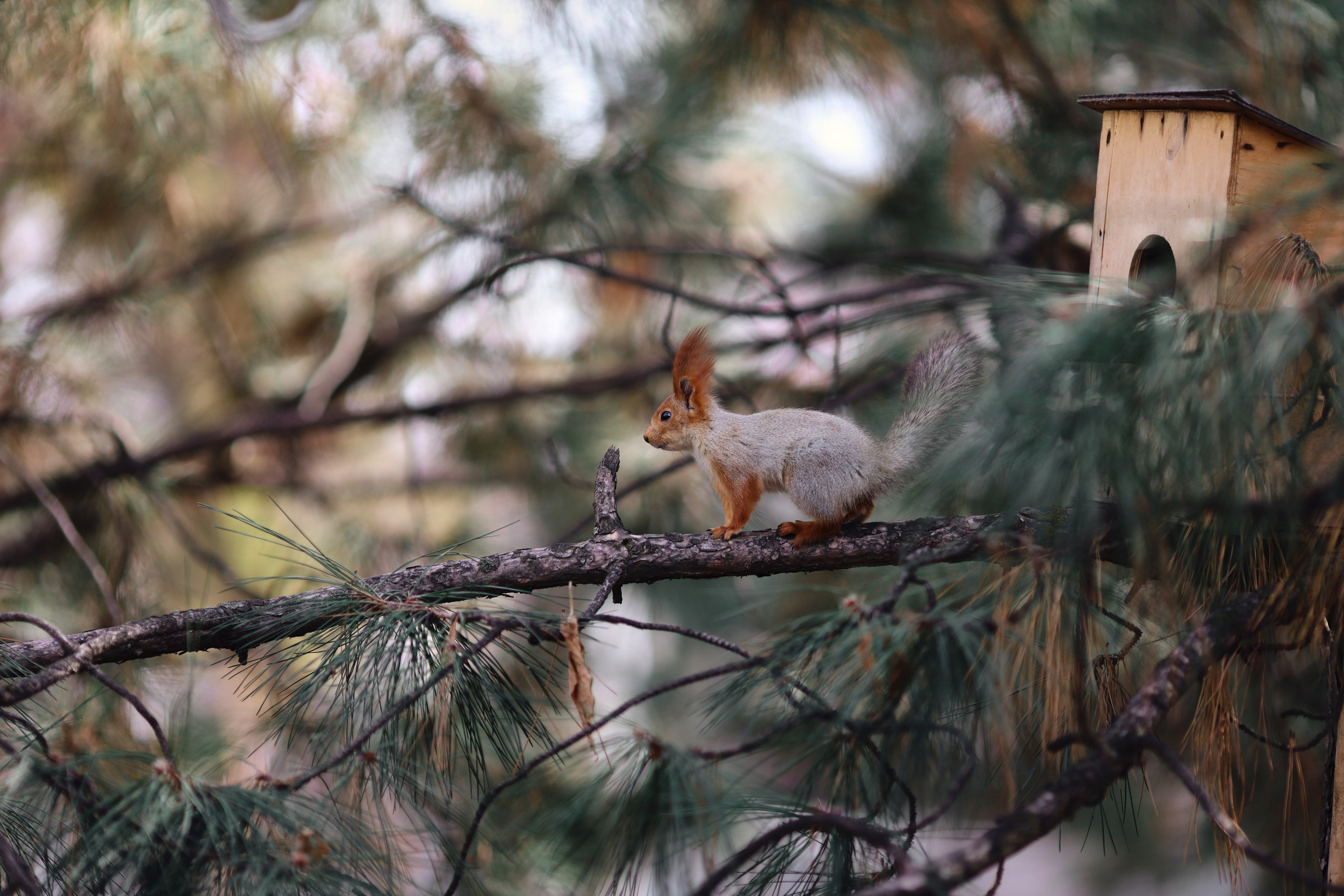 Фотография белка