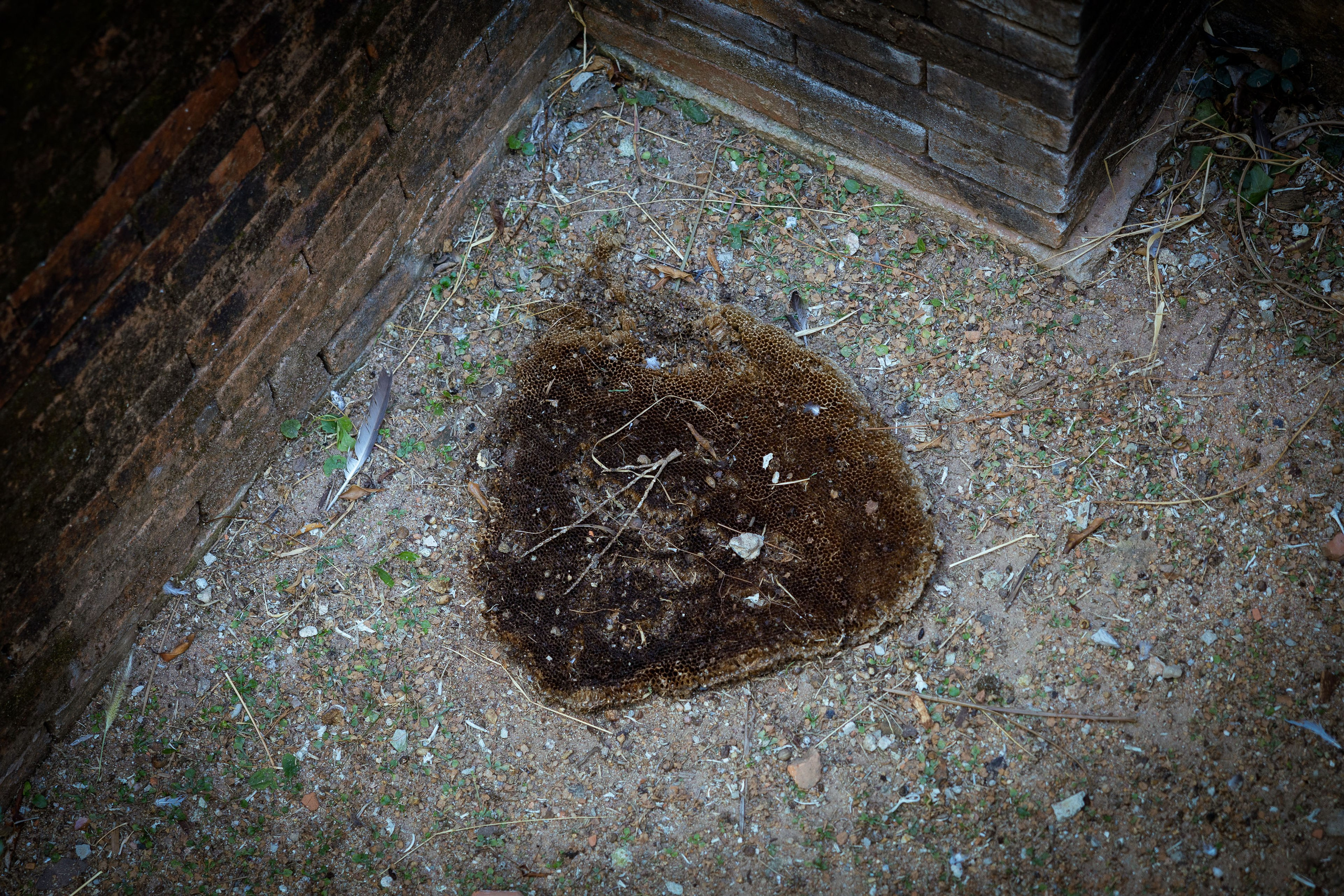 Таиланд (зима 2025). Фотограф Виноградов Константин