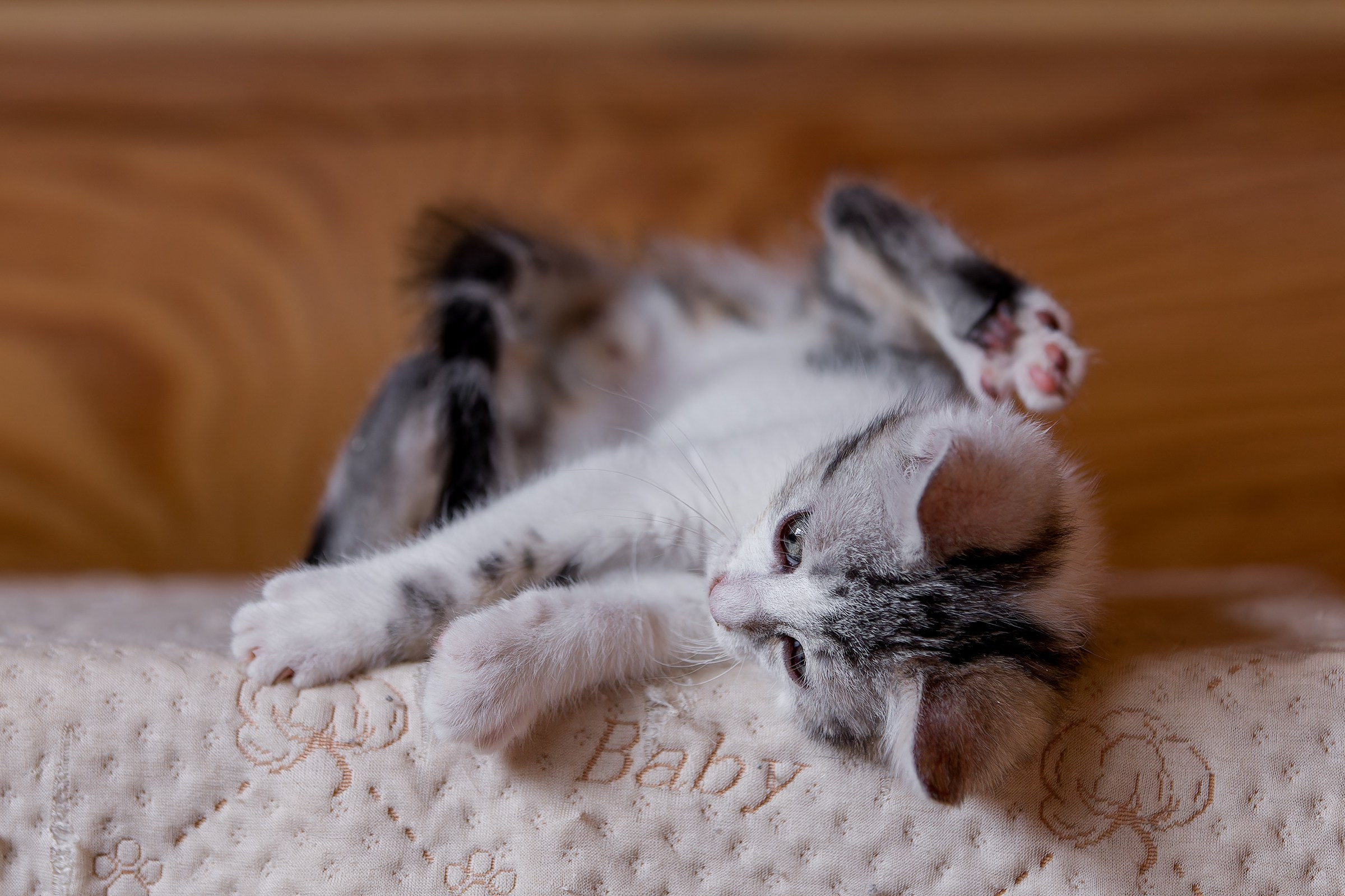 Котята. Irenephoto.ru