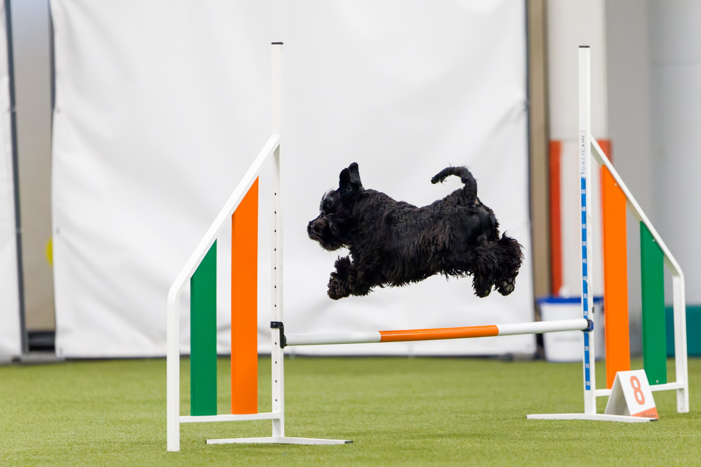 День рождения Пёсбурга — февраль 2025. Irenephoto.ru