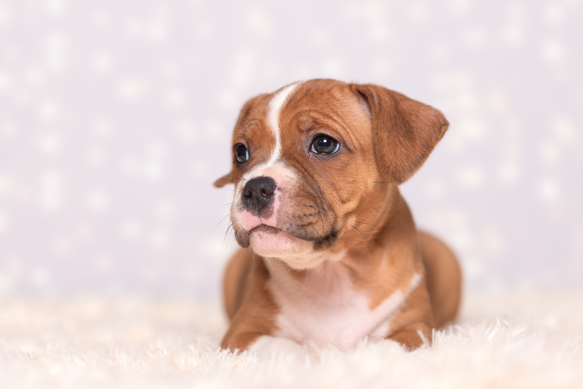 Щенки стаффи. Фотограф-анималист Крутиков Евгений