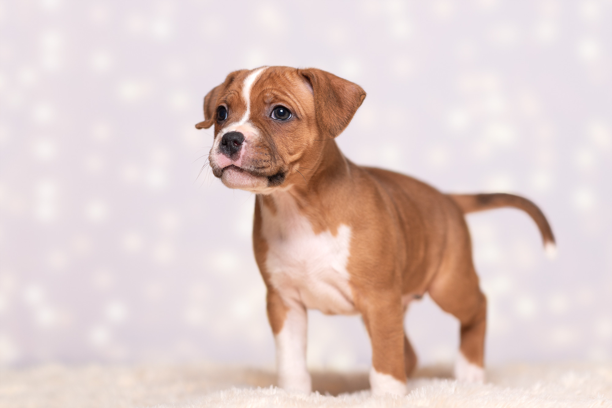 Щенки стаффи. Фотограф-анималист Крутиков Евгений