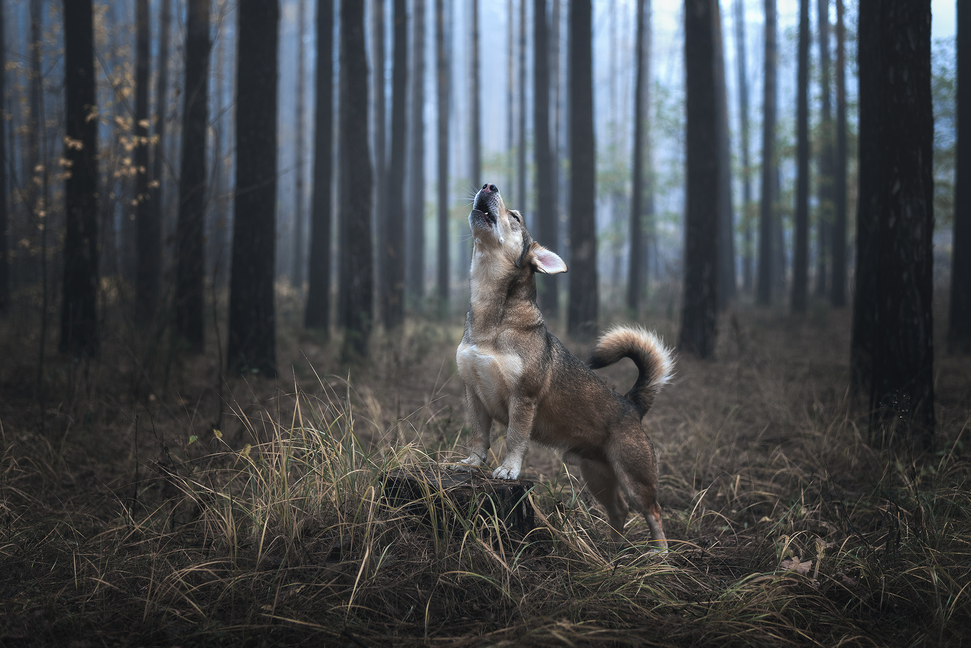 Метис, собака, дворняга, фотография, милота. Фотограф-анималист Крутиков Евгений