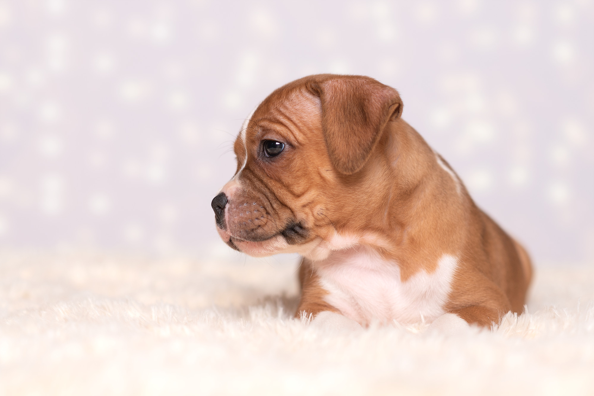 Щенки стаффи. Фотограф-анималист Крутиков Евгений