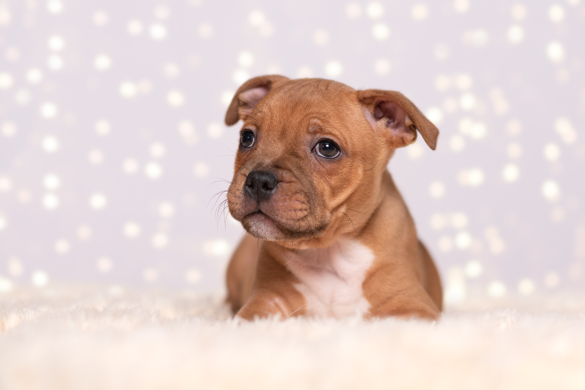 Щенки стаффи. Фотограф-анималист Крутиков Евгений