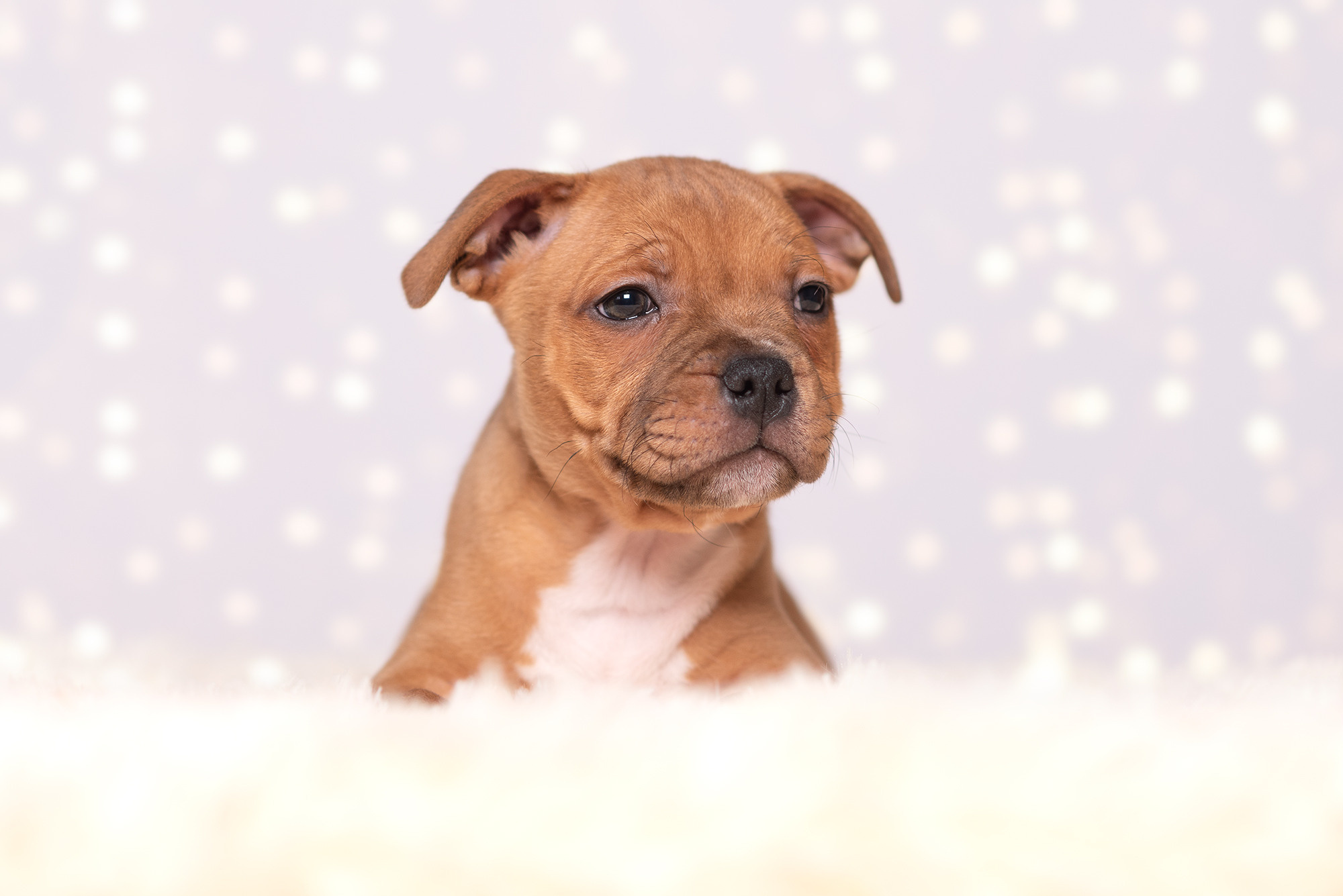 Щенки стаффи. Фотограф-анималист Крутиков Евгений