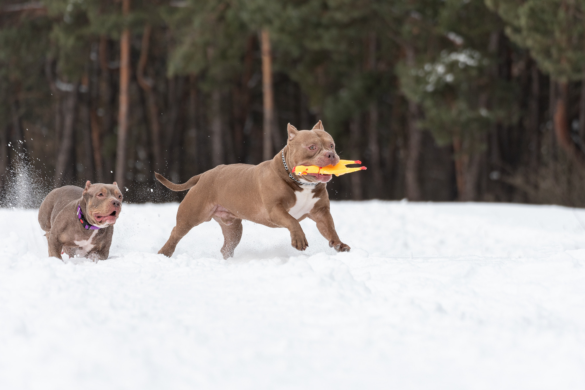 Семья Чернышевых и их замечательные питомцы. Фотограф-анималист Крутиков Евгений