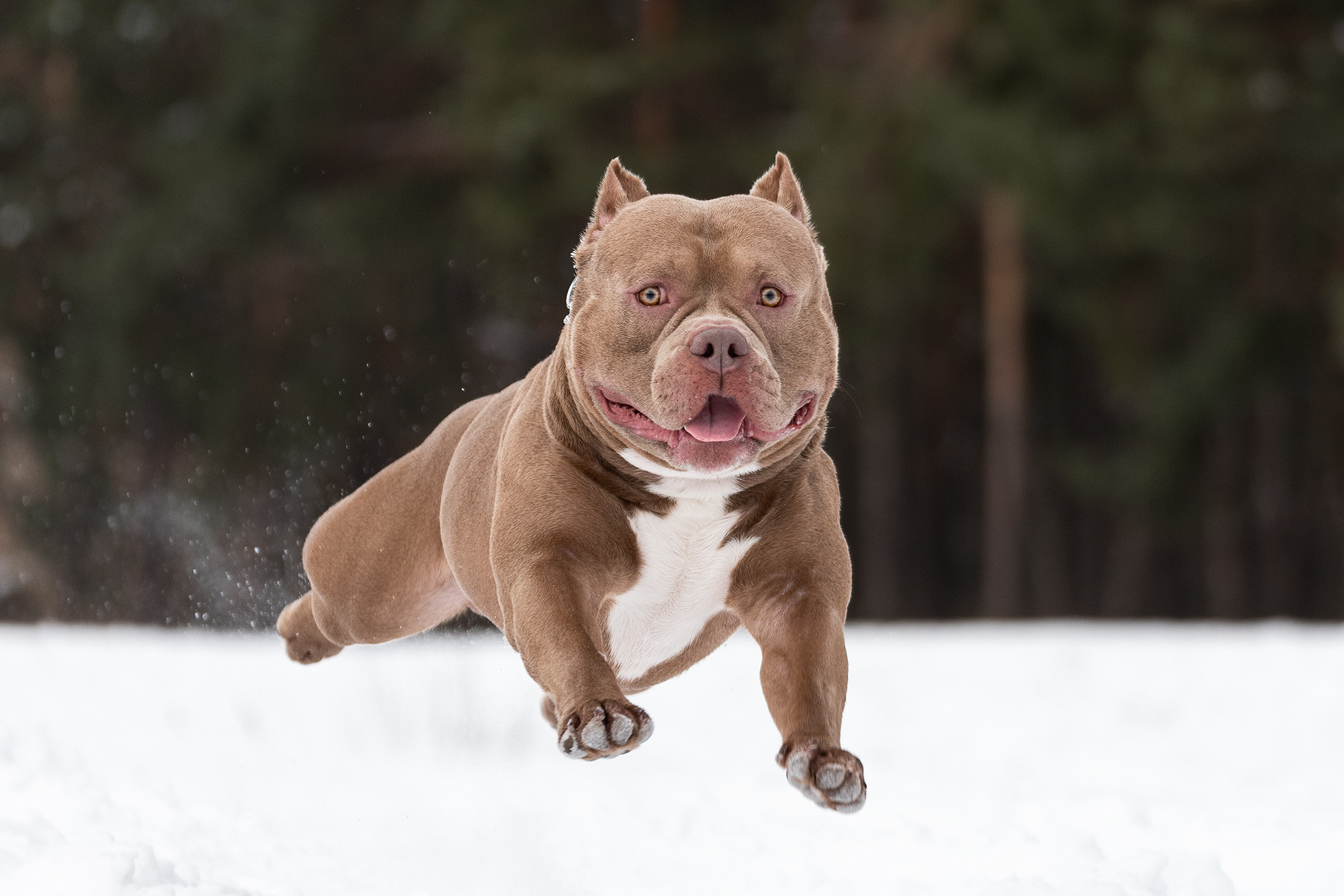 Семья Чернышевых и их замечательные питомцы. Фотограф-анималист Крутиков Евгений