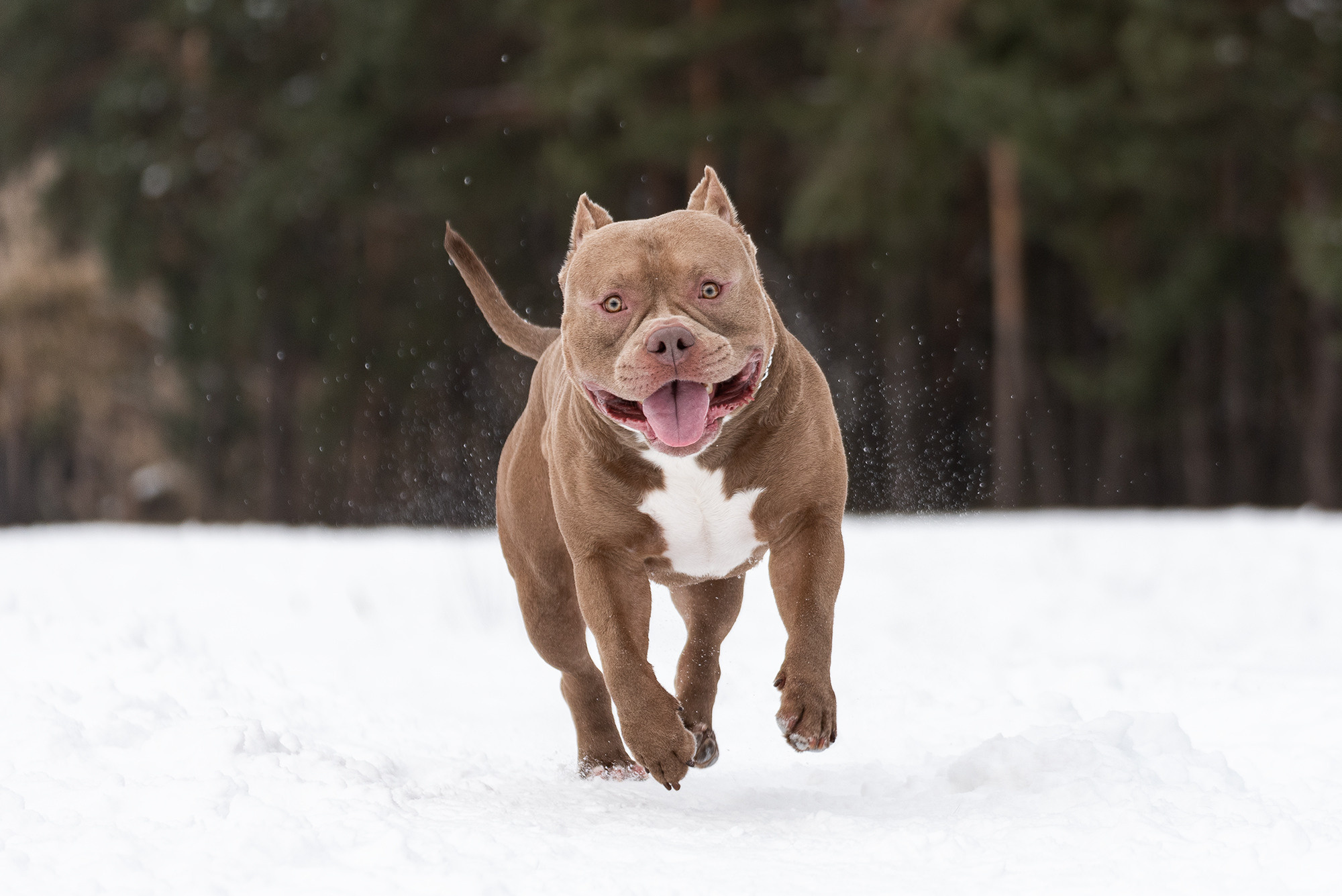 Семья Чернышевых и их замечательные питомцы. Фотограф-анималист Крутиков Евгений