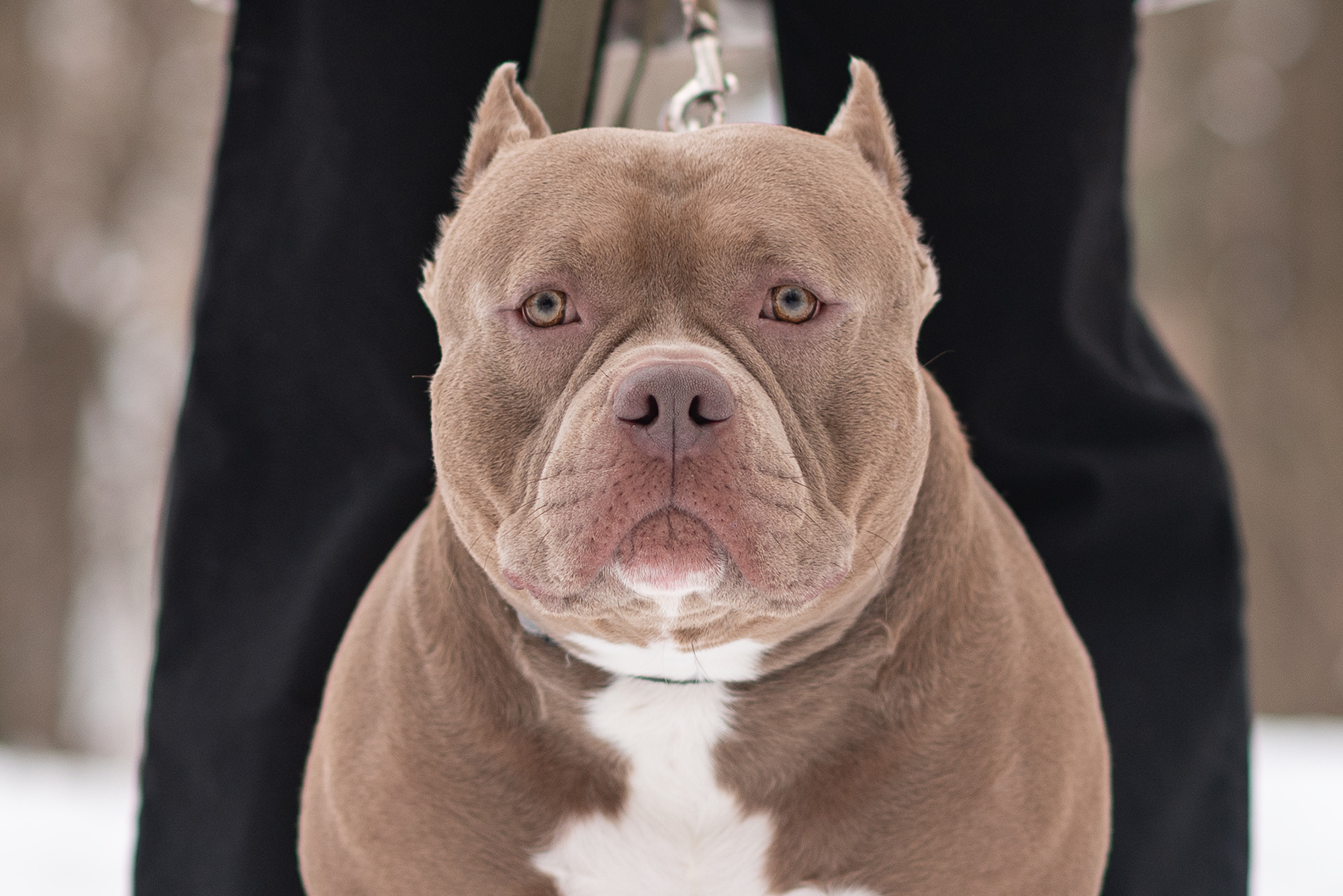 Семья Чернышевых и их замечательные питомцы. Фотограф-анималист Крутиков Евгений