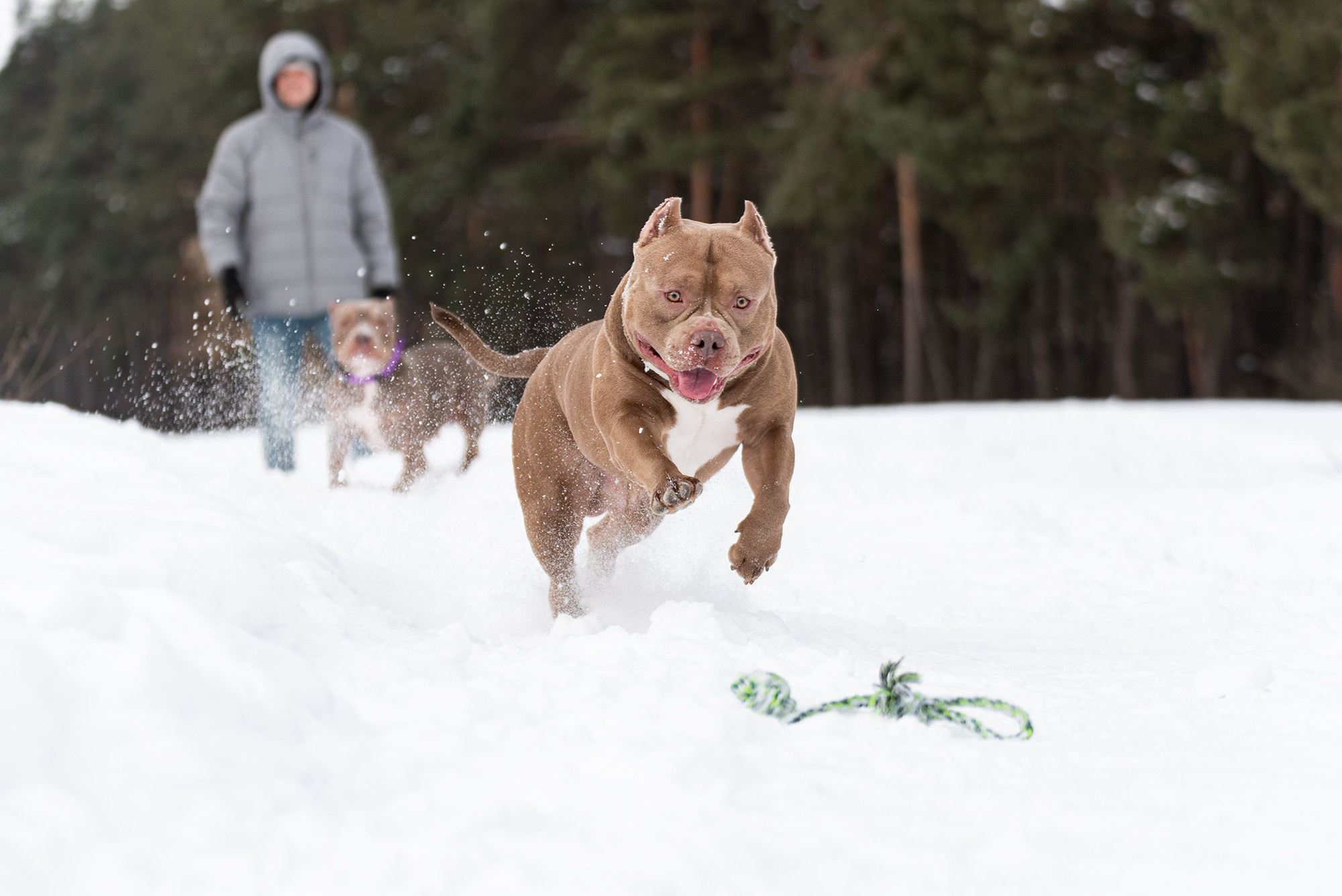 Семья Чернышевых и их замечательные питомцы. Фотограф-анималист Крутиков Евгений