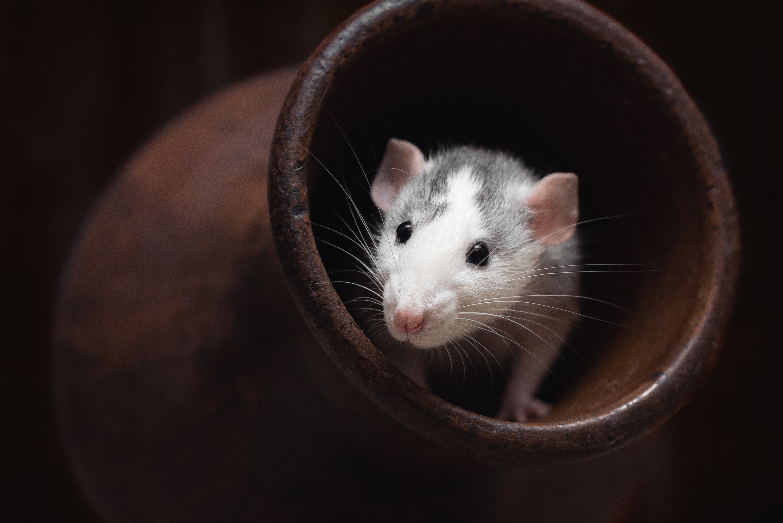 Фотограф-анималист Крутиков Евгений