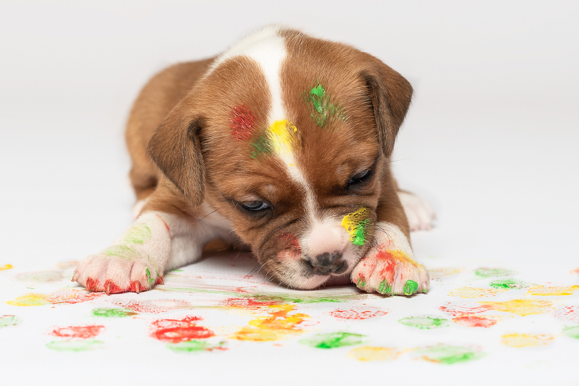 Щенки, милота, собака, собаки, фотография. Фотограф-анималист Крутиков Евгений