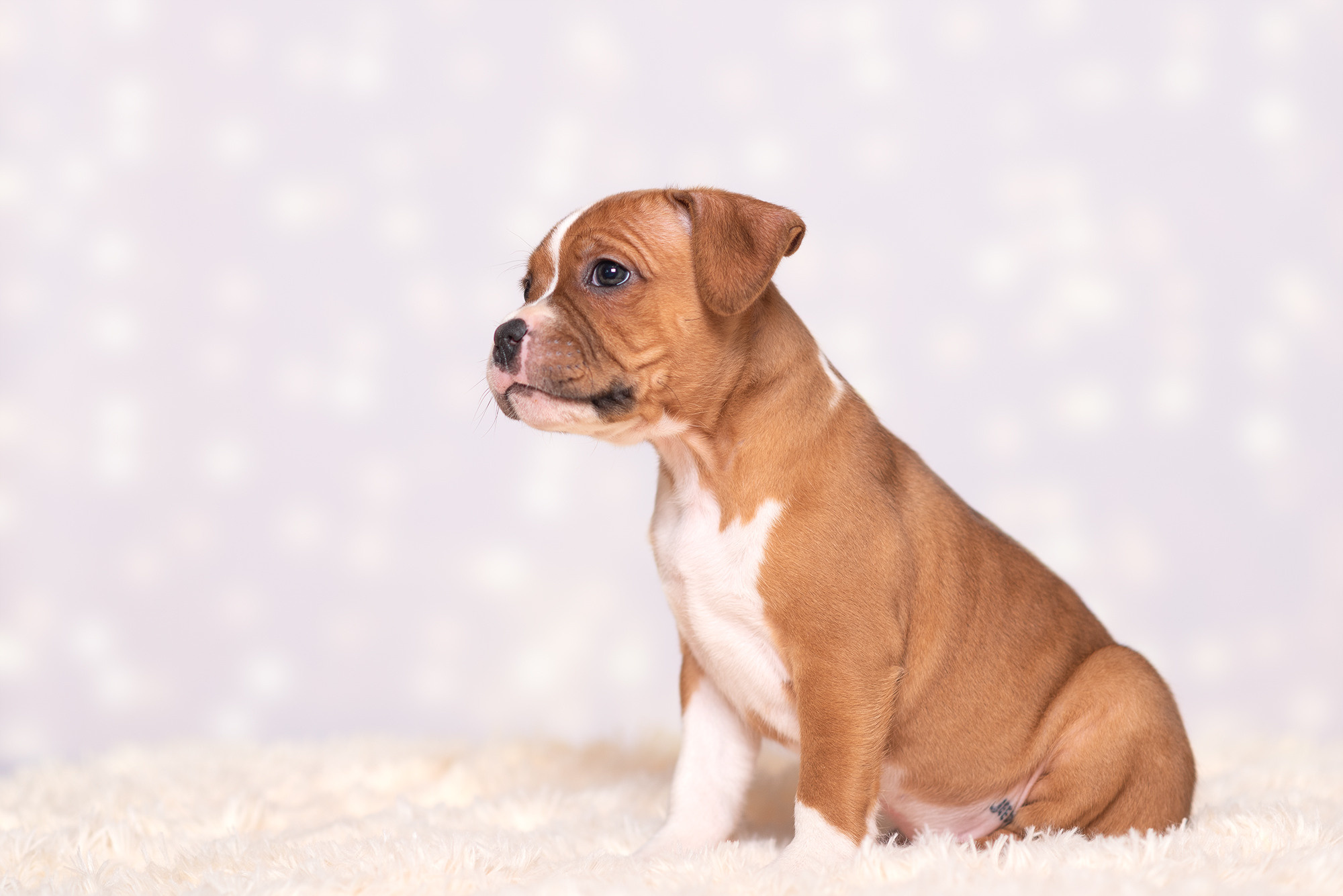 Щенки стаффи. Фотограф-анималист Крутиков Евгений