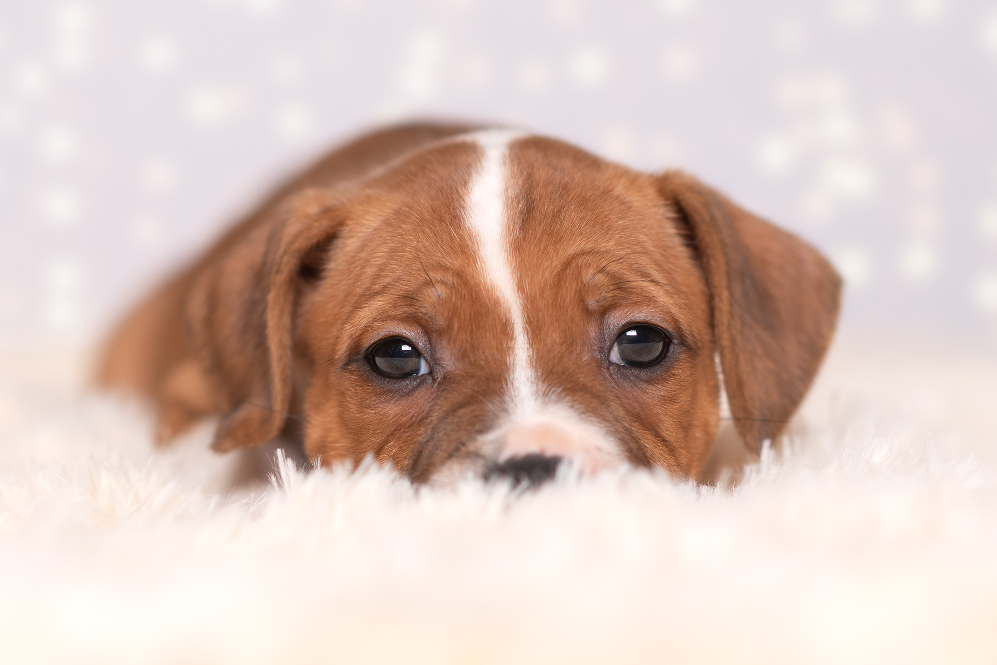 Щенки стаффи. Фотограф-анималист Крутиков Евгений