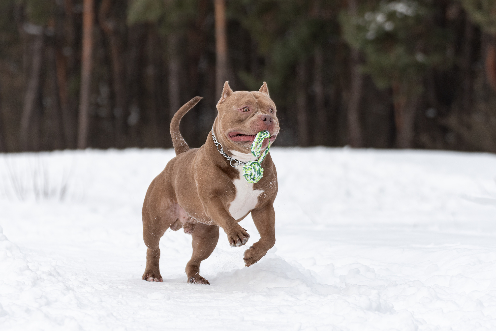 Семья Чернышевых и их замечательные питомцы. Фотограф-анималист Крутиков Евгений