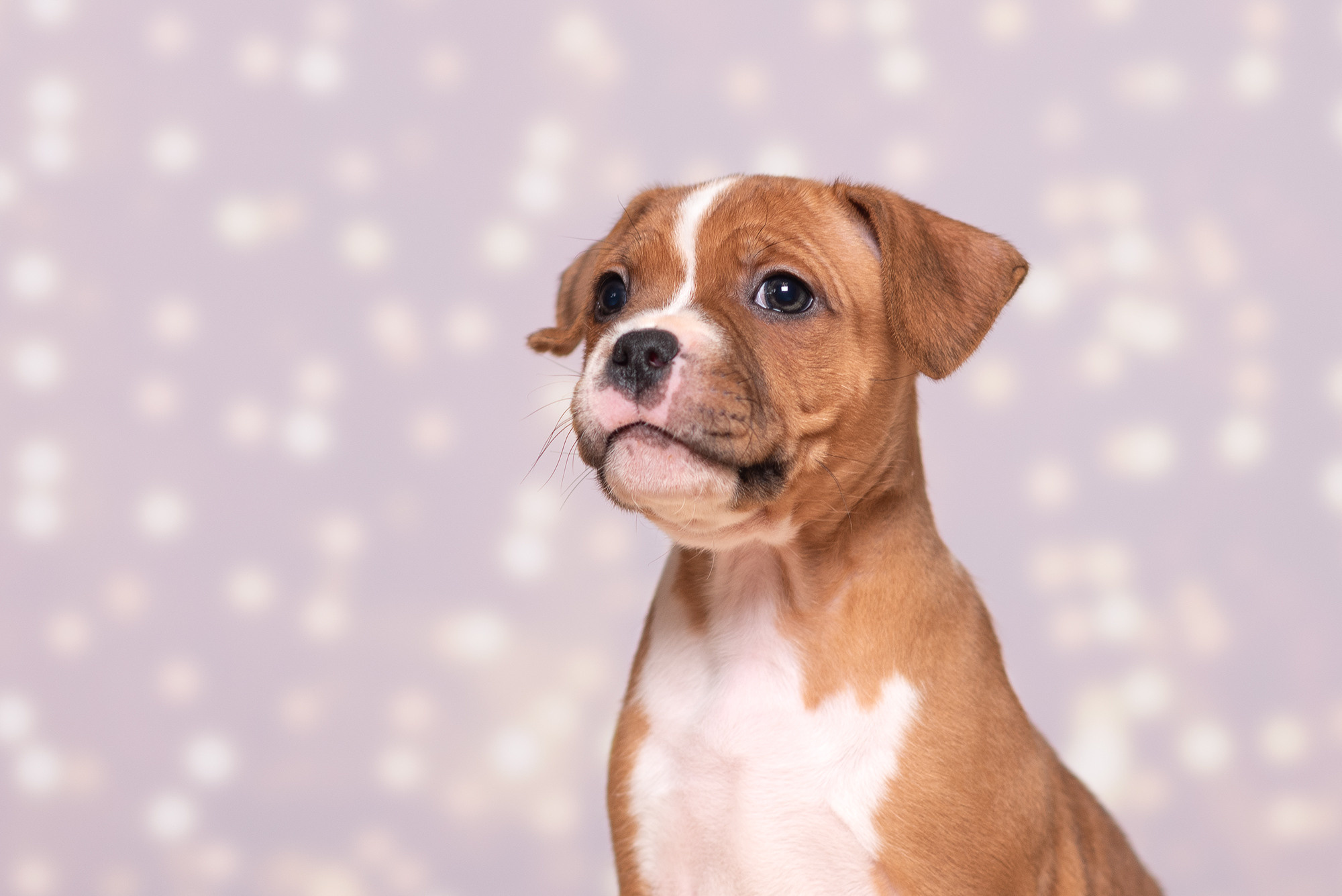 Щенки стаффи. Фотограф-анималист Крутиков Евгений