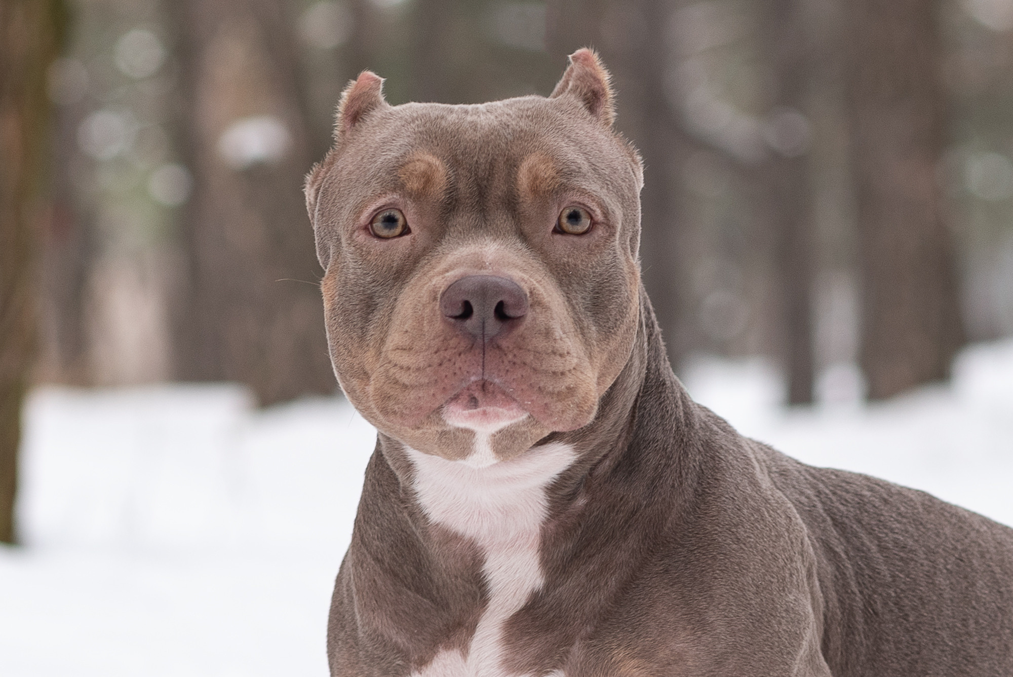 Семья Чернышевых и их замечательные питомцы. Фотограф-анималист Крутиков Евгений