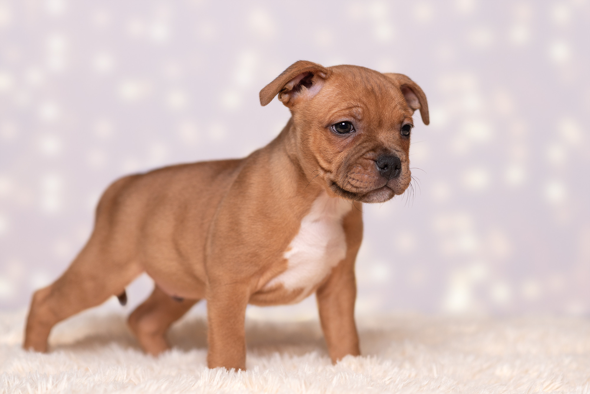 Щенки стаффи. Фотограф-анималист Крутиков Евгений