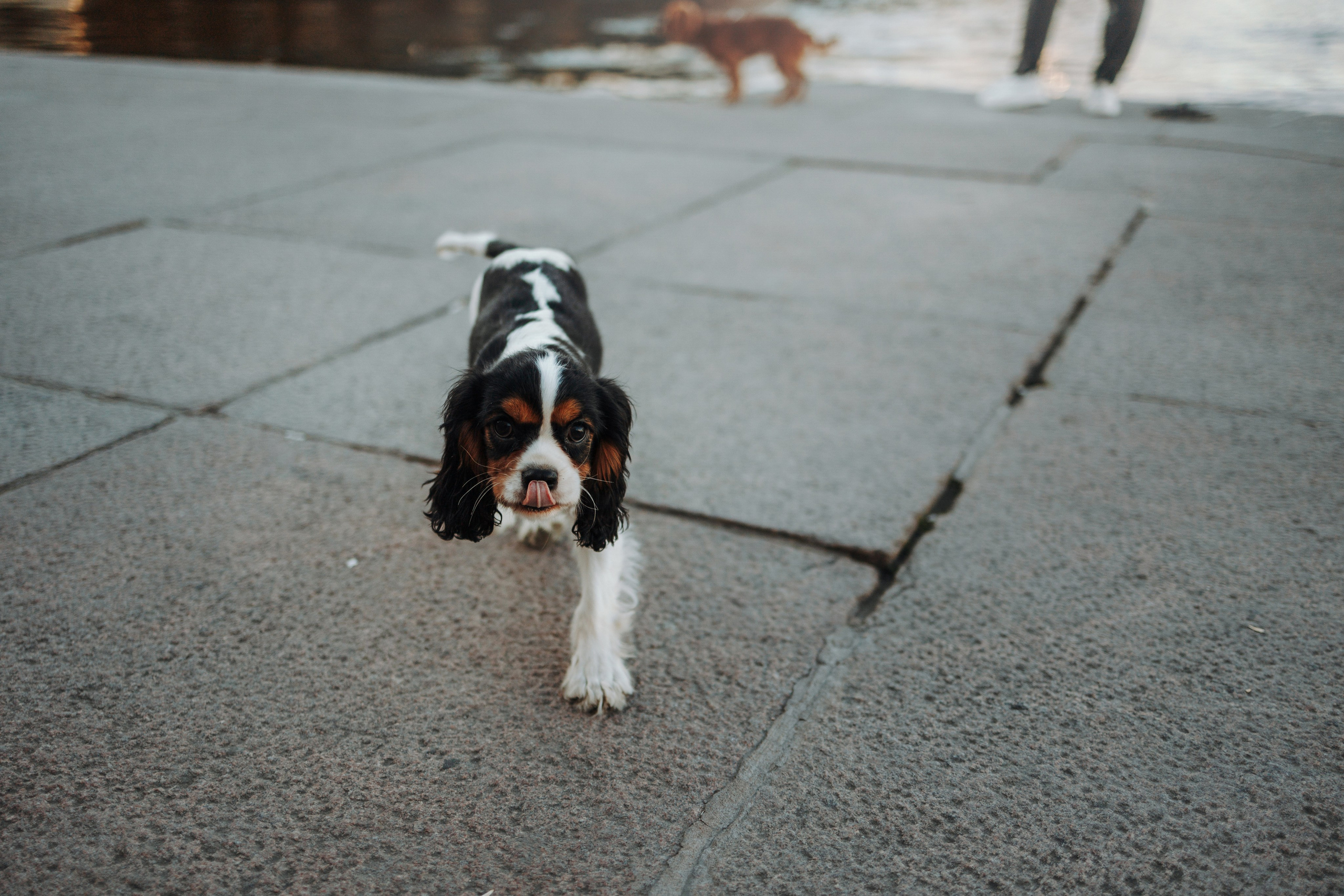 Аня, Стеша и Степан. Фотограф — Анималист | Санкт-Петербург