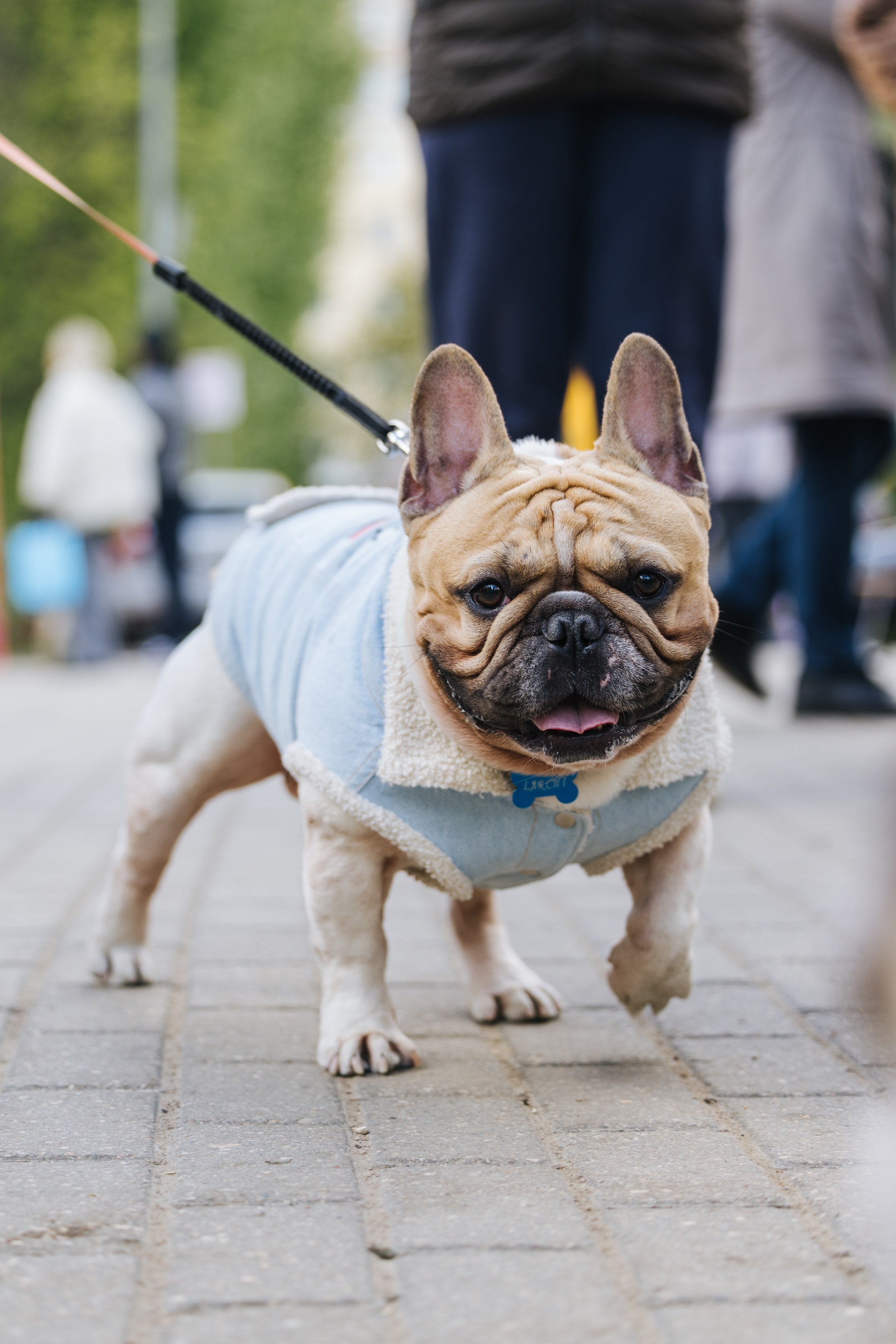 Хвостатый репортаж. Аксана Лисовская фотограф в Москве. Фотографии с характером