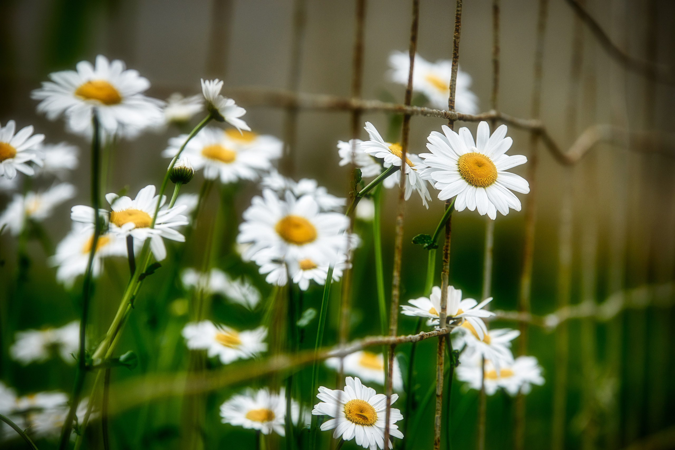 Наша мать — природа. Фотограф Владимир Артамонов