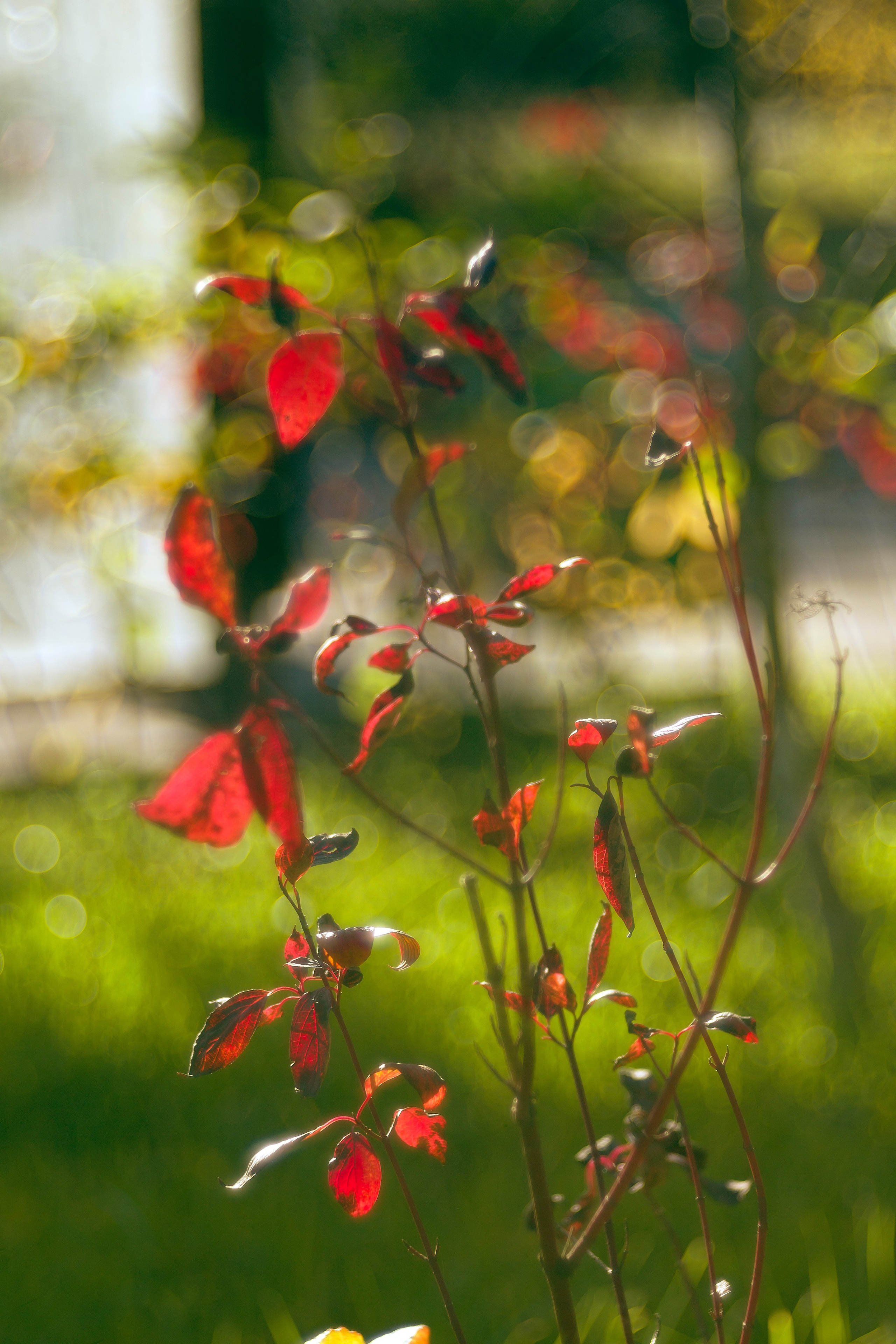 Цветочный импрессионизм. Сайт фотографа Виталия Дени