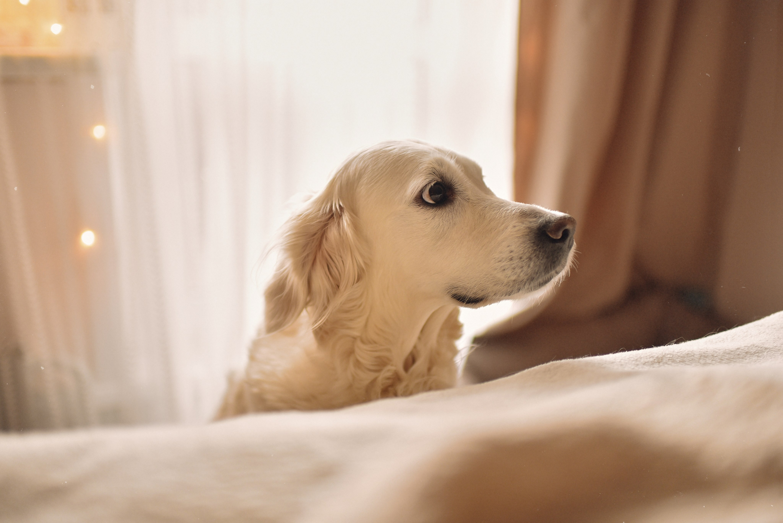 МАРГО, САША и ШАНТИ | скоро нас станет больше. Свадебный и семейный фотограф РИТА БОЧКАРЁВА