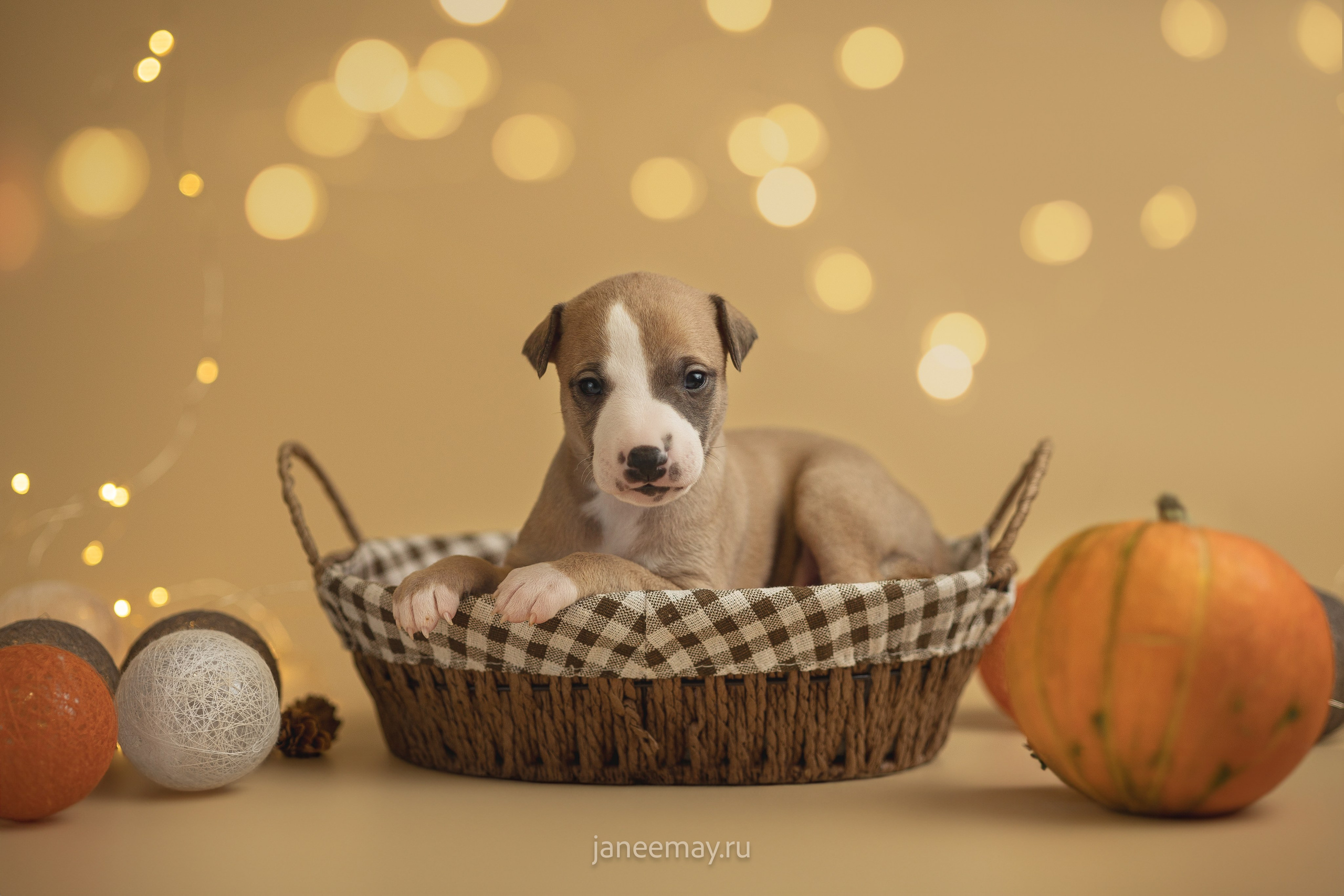 Малыши уиппеты Великбековых. Фотограф анималист в Москве Майорова Евгения