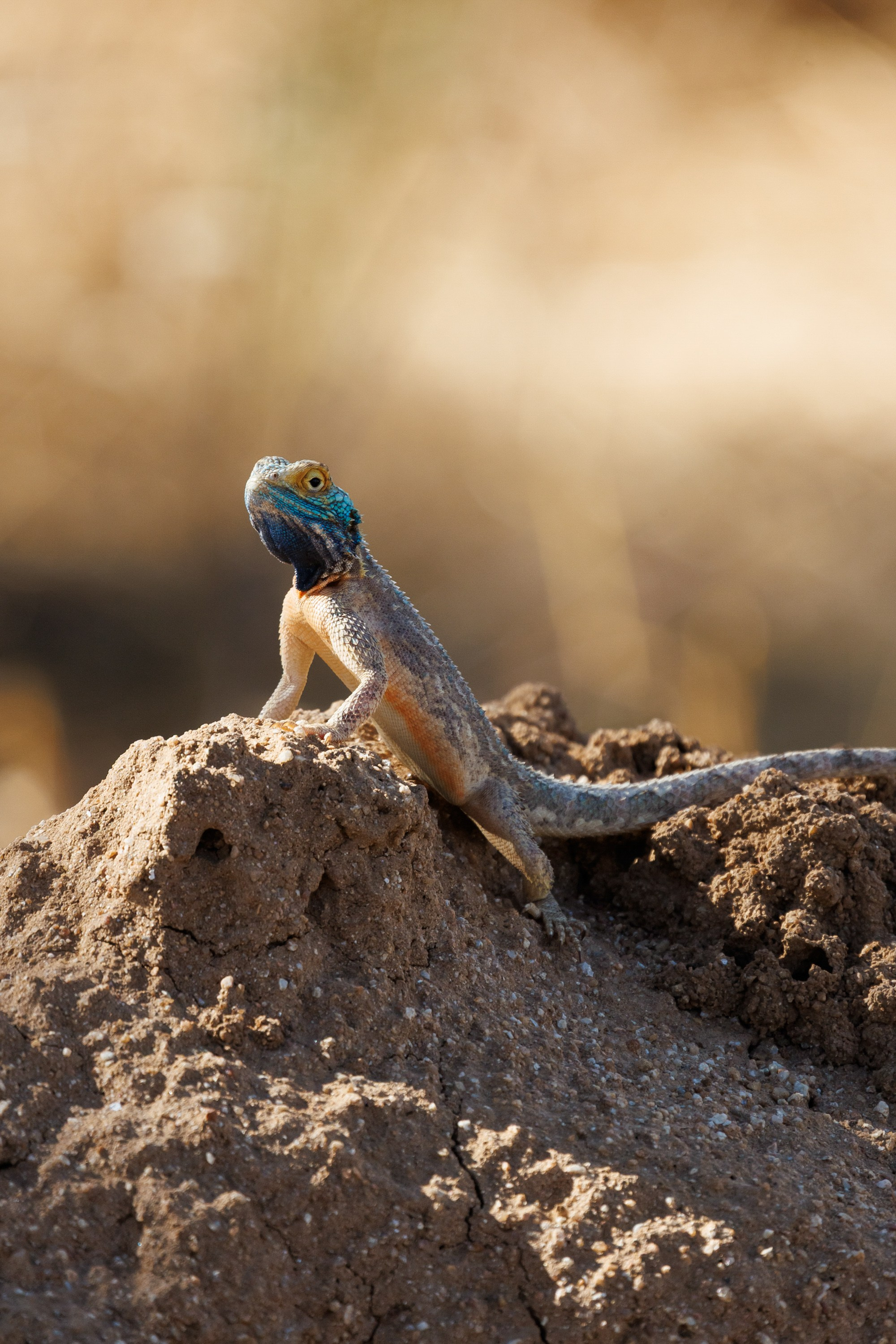 НАМИБИЯ. Роадтрип