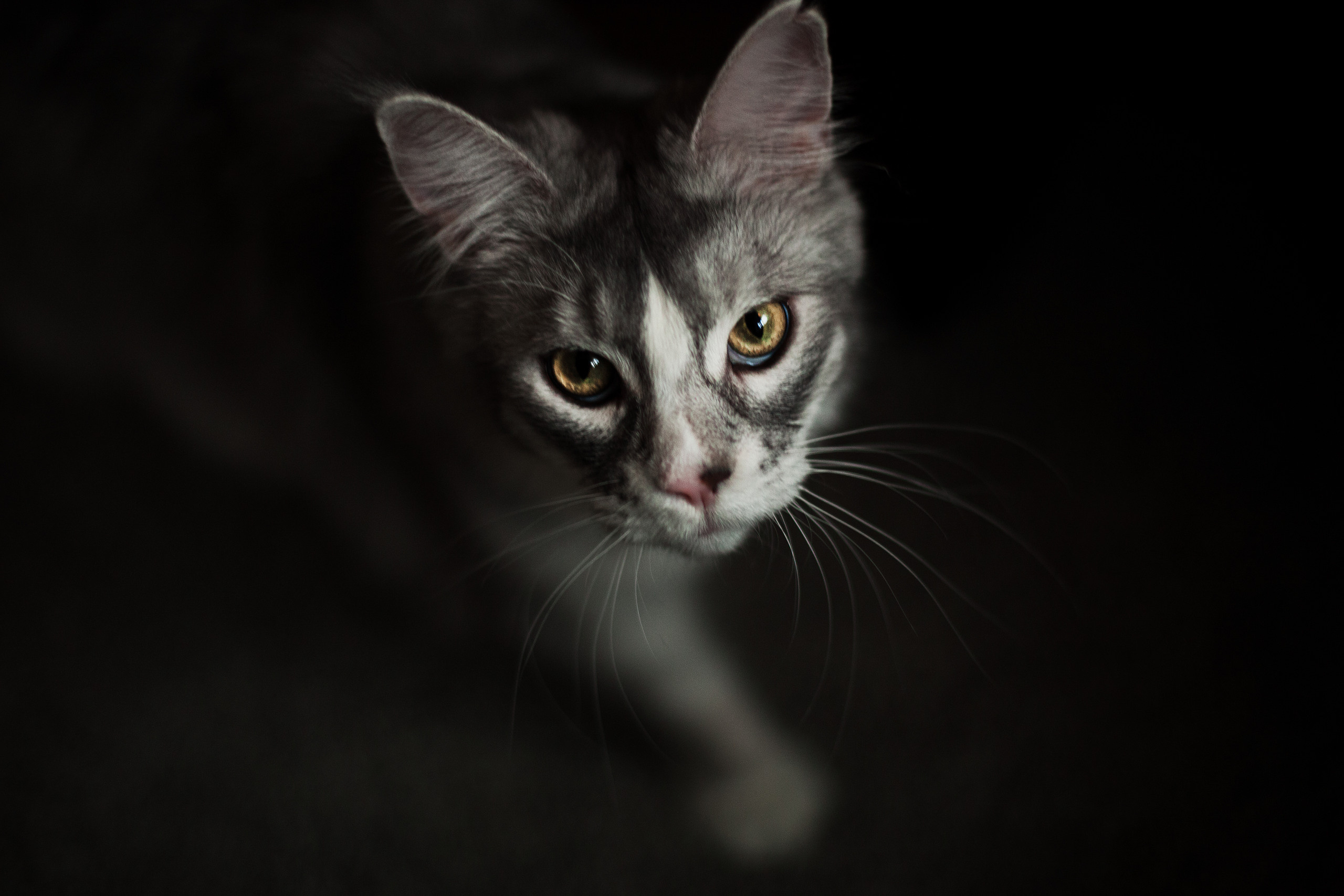 Наталья, домашняя рождественская съемка на пол годика. Фотограф Наталья Яковлева, Санкт-Петербург. Семьи, ньюборн, крещения