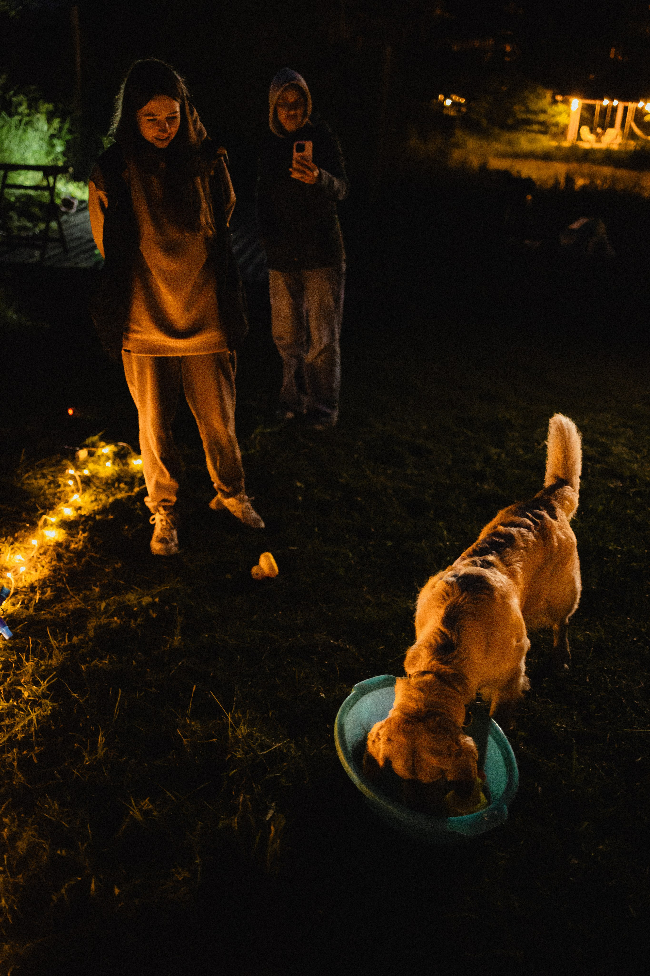 Выездной дог-тренинг от школы «Шерсть имею»