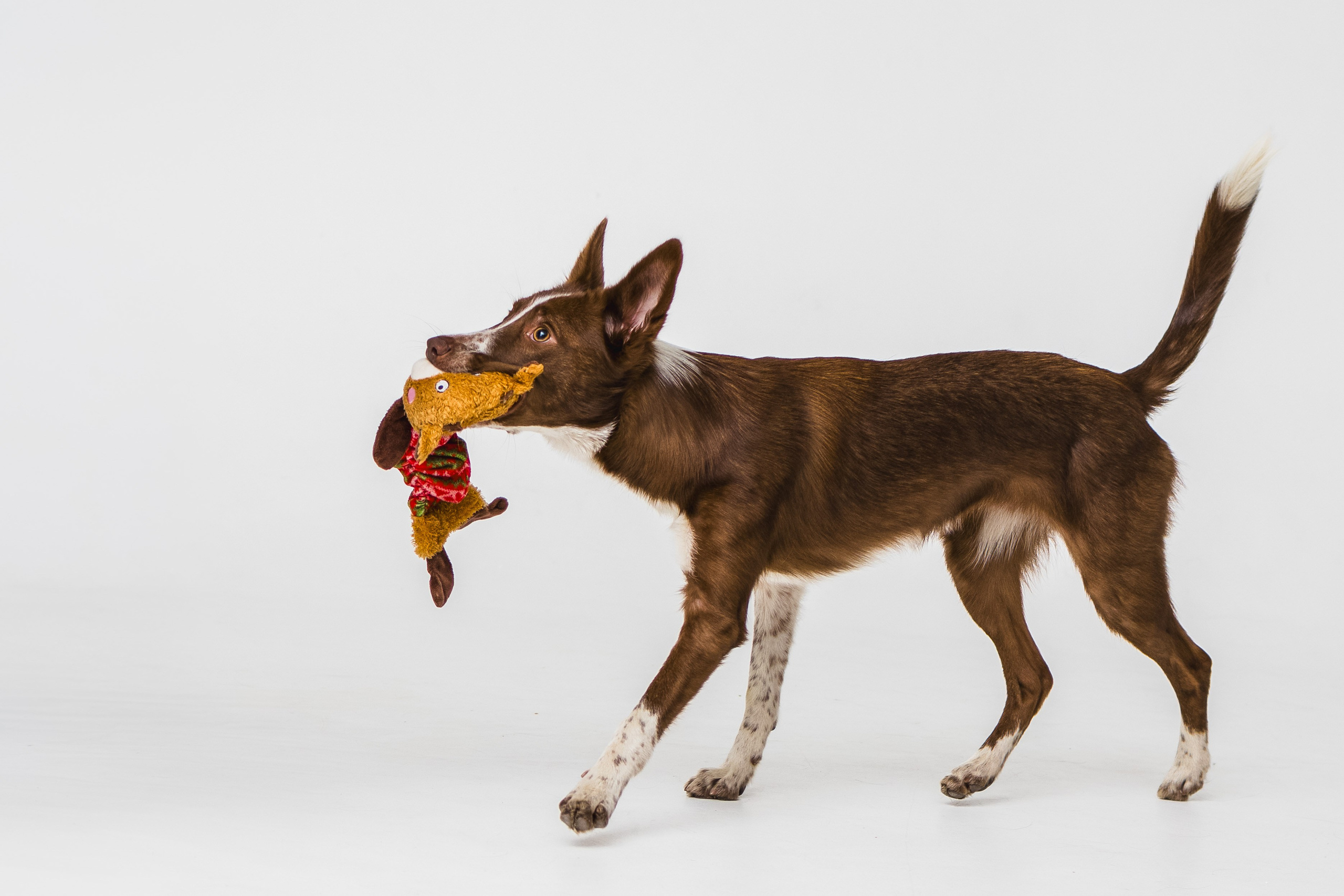 Воркшоп по импульсному свету